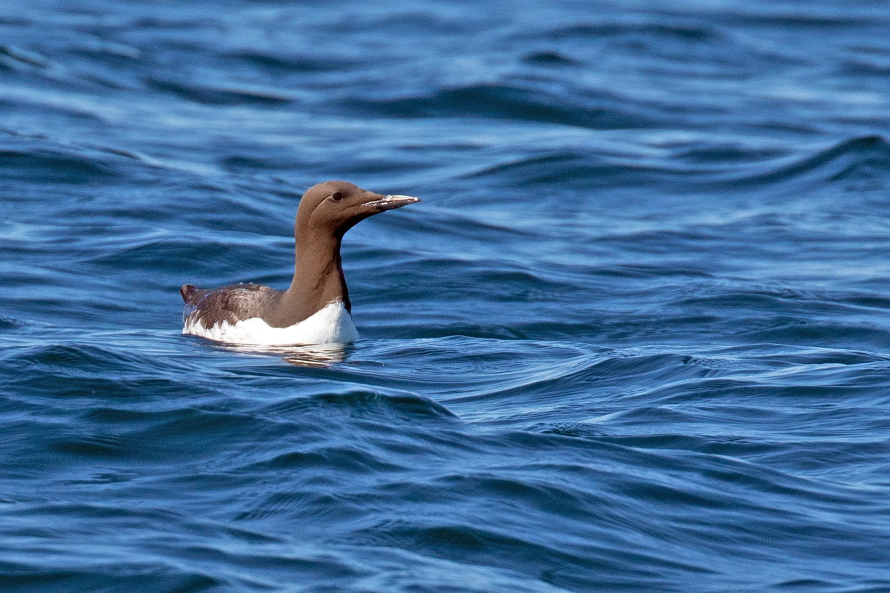 PC: Mick Thompson (Common Murre)