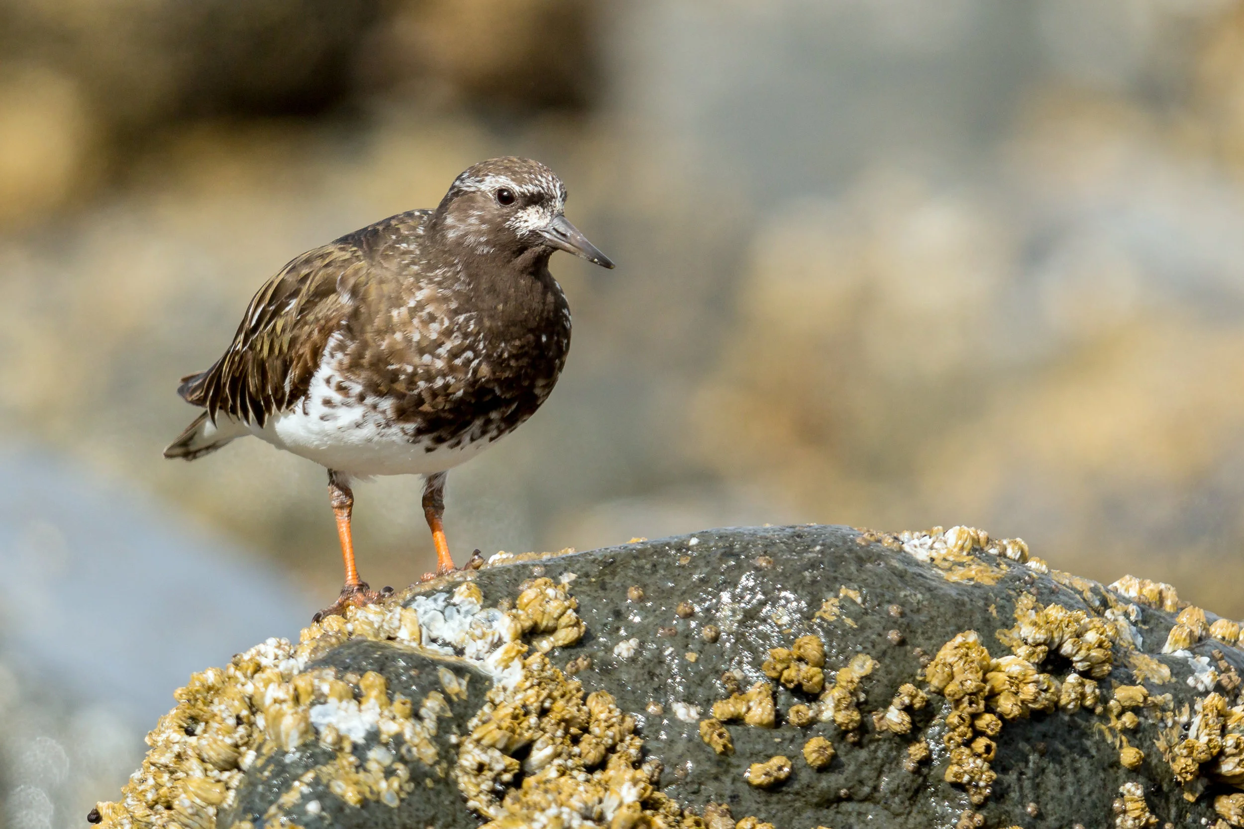 PC: Mick Thompson (Black Turnstone)