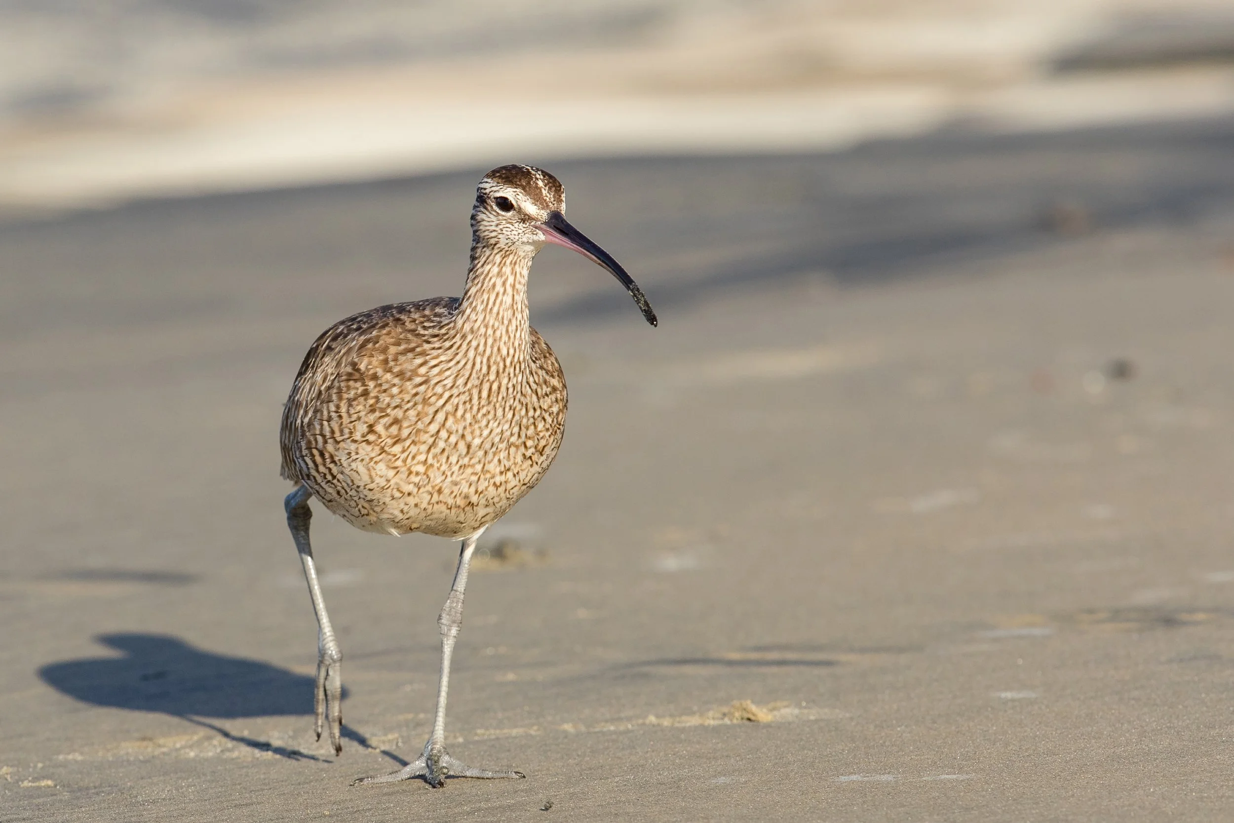 PC: Mick Thompson (Whimbrel)