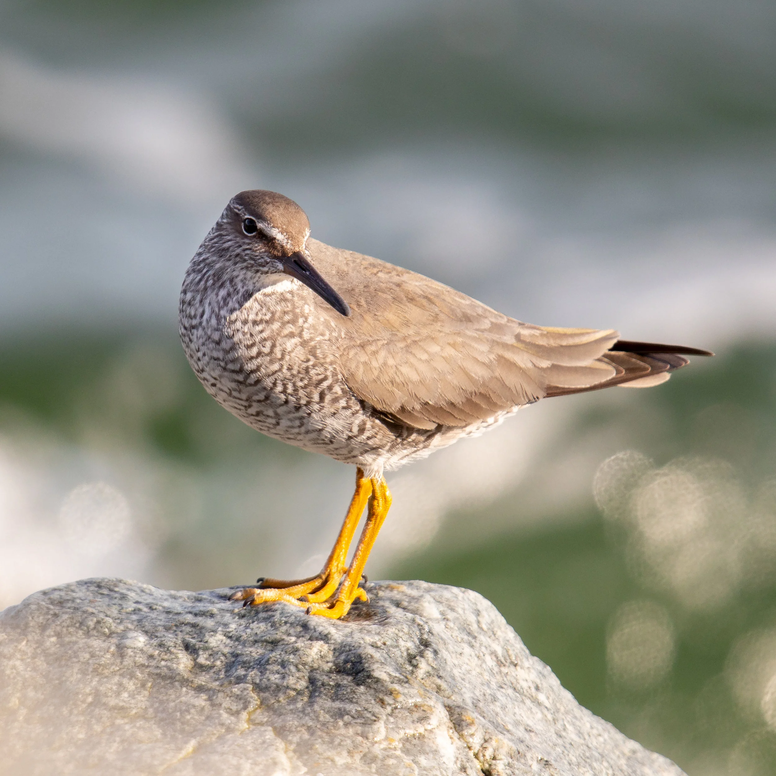 PC: Mick Thompson (Wandering Tattler)