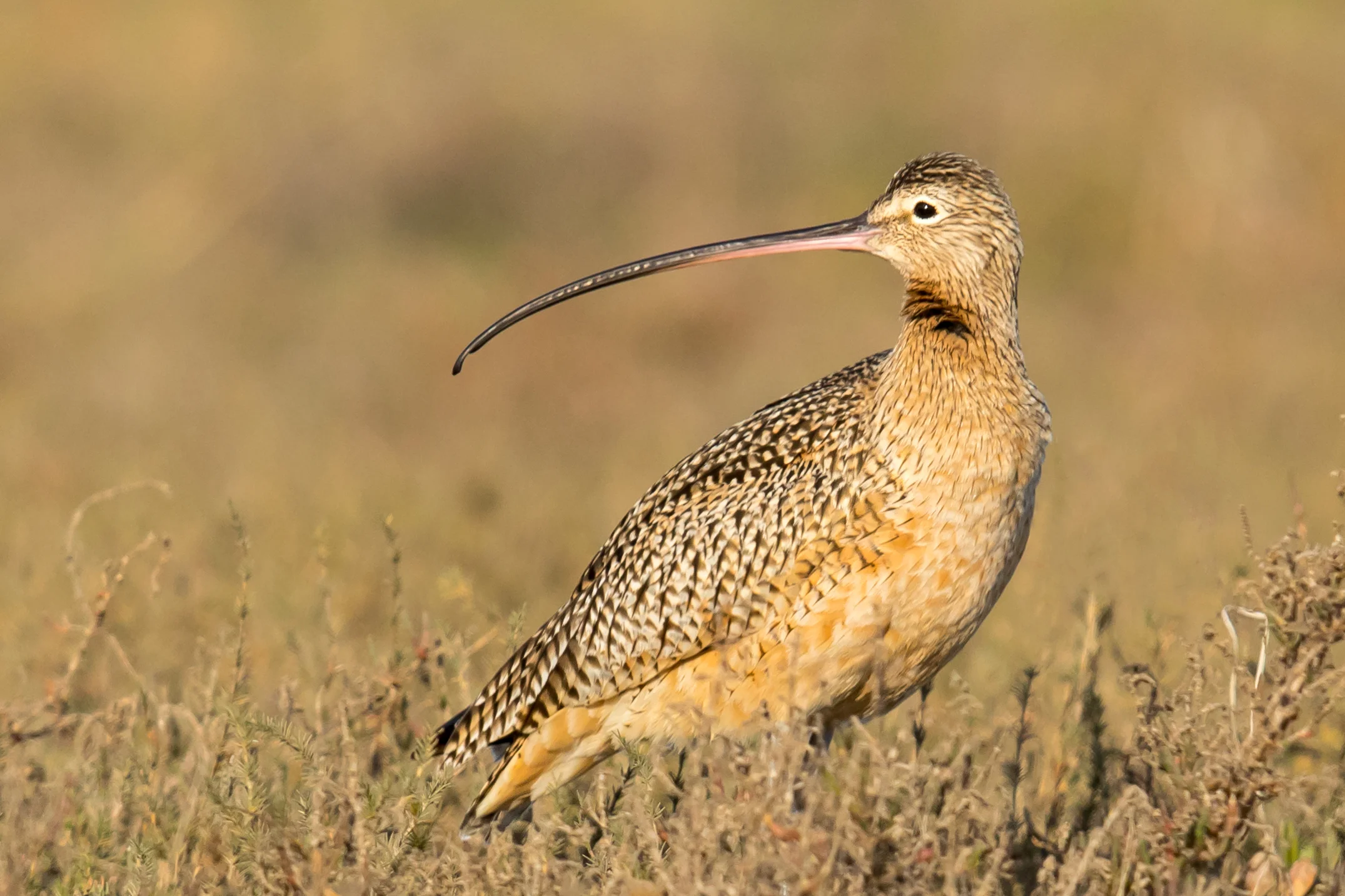 PC: Mick Thompson (Long-billed Curlew)