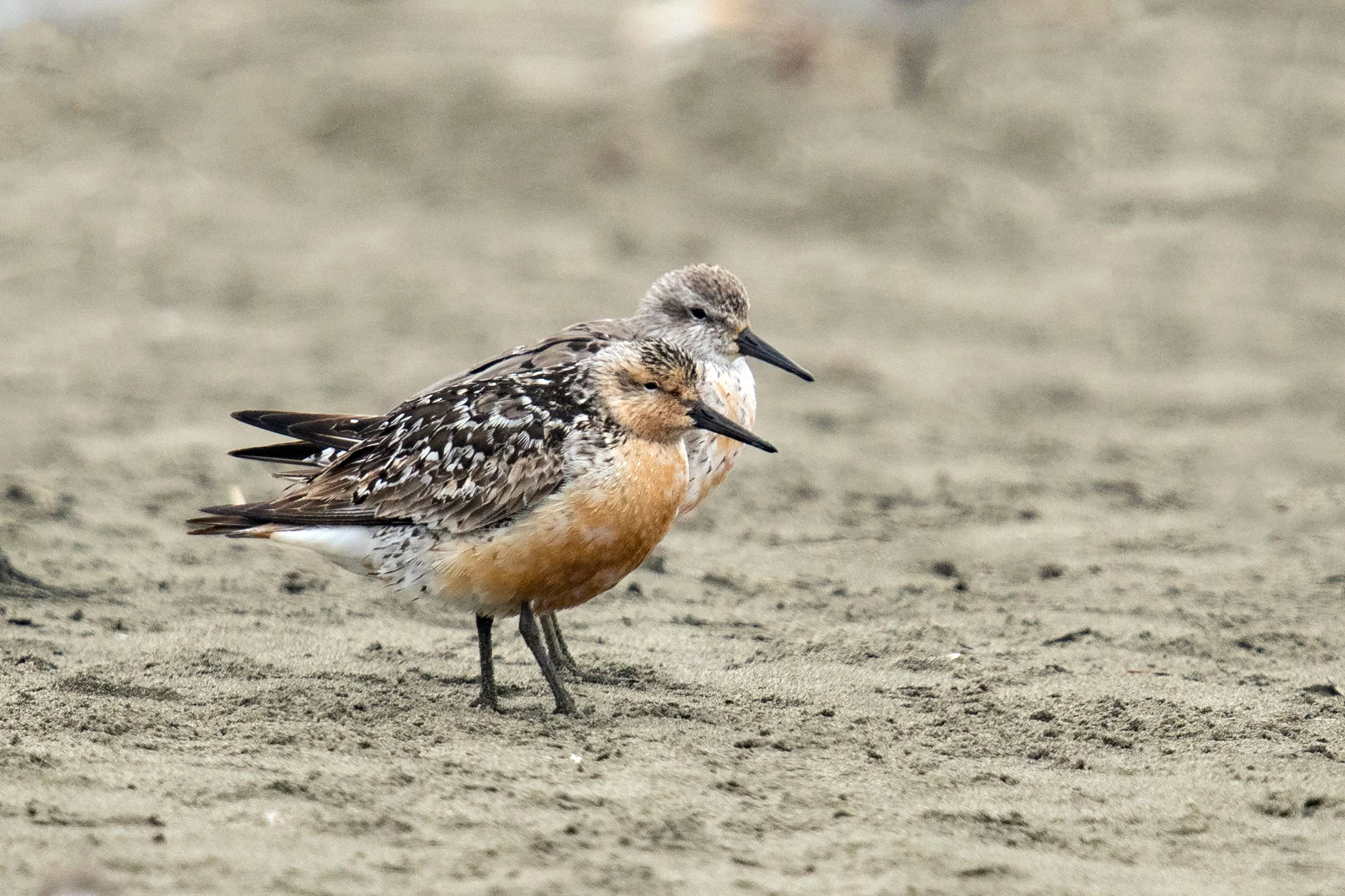 PC: Mick Thompson (Red Knot)
