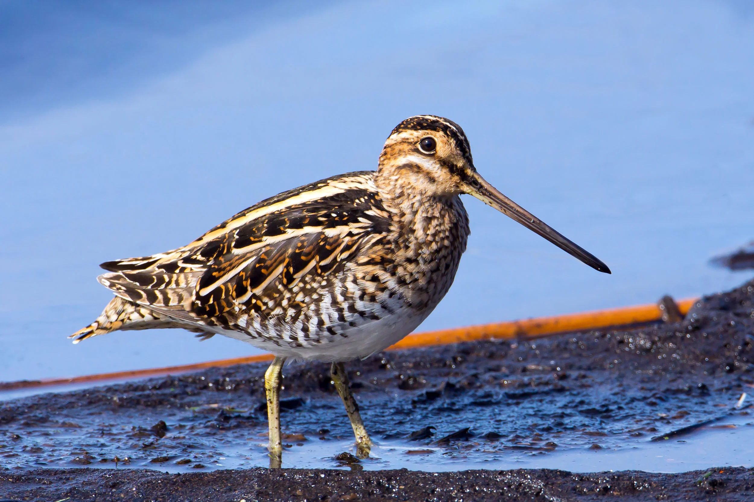 PC: Mick Thompson (Wilson’s Snipe)