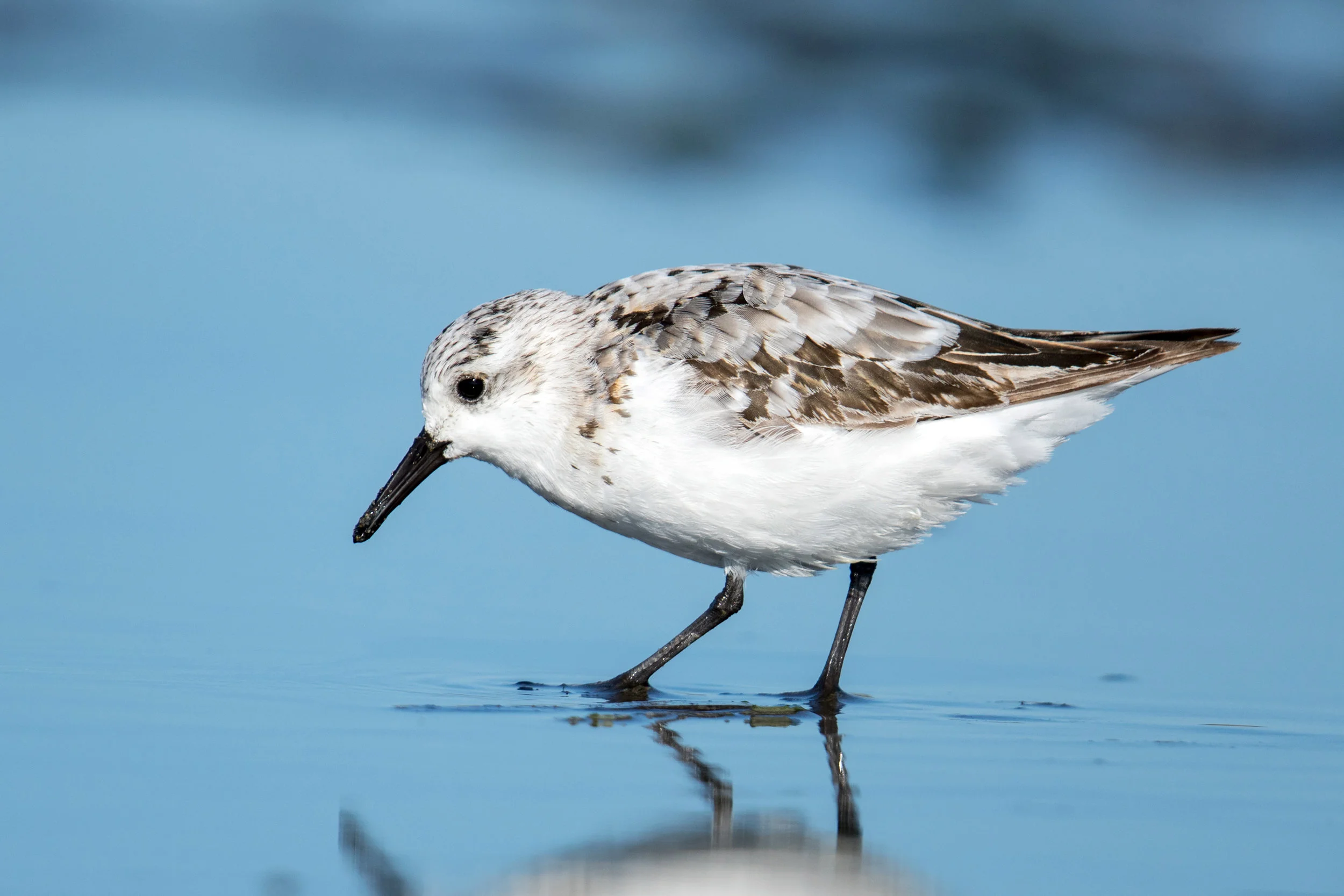 PC: Mick Thompson (Sanderling)