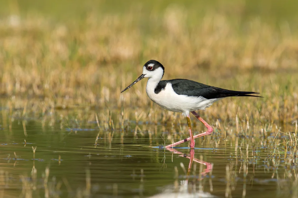 What Bird are in Wetlands: Discover Stunning Species Today