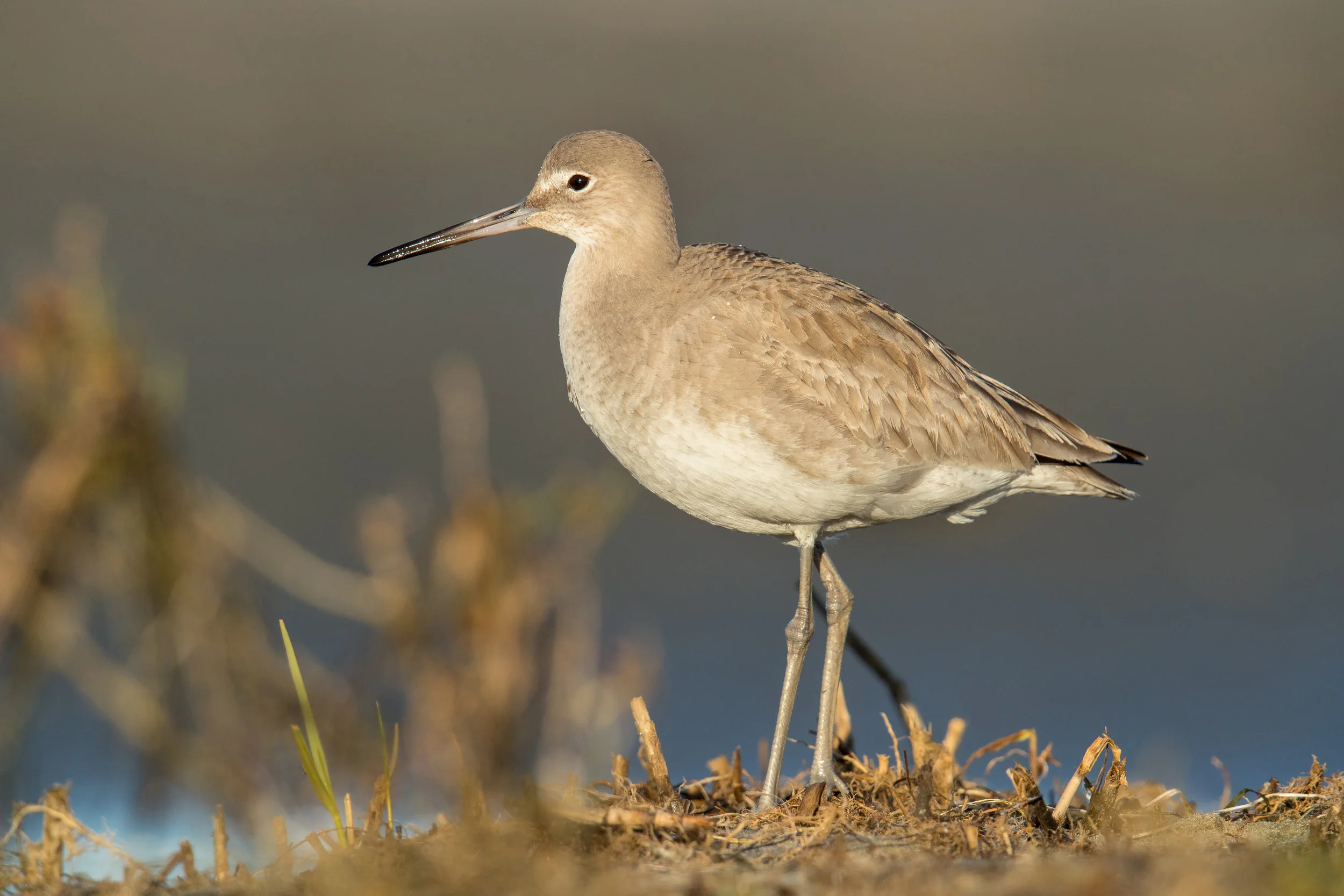 PC: Mick Thompson (Willet)