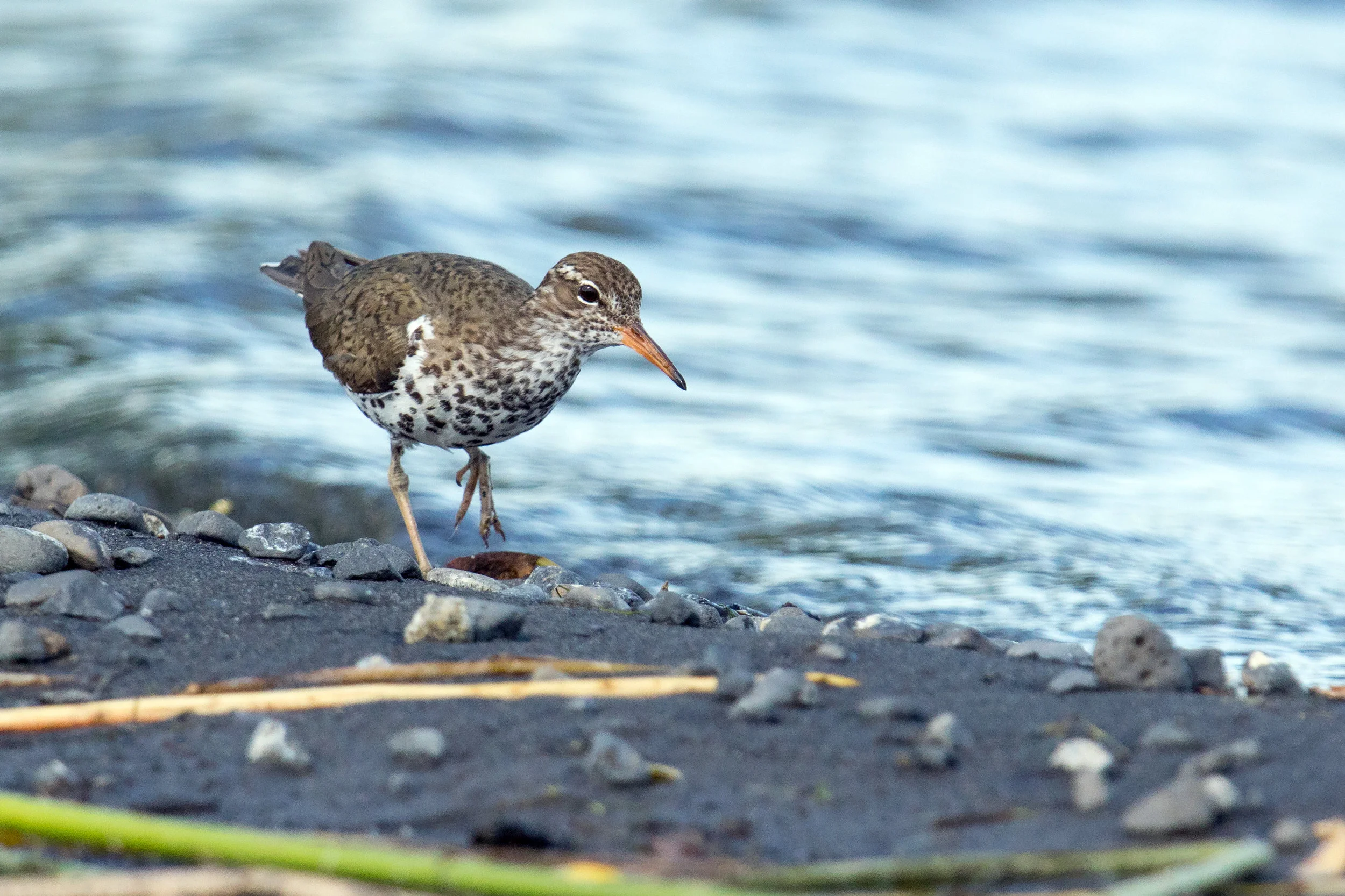 PC: Mick Thompson (Spotted Sandpiper)