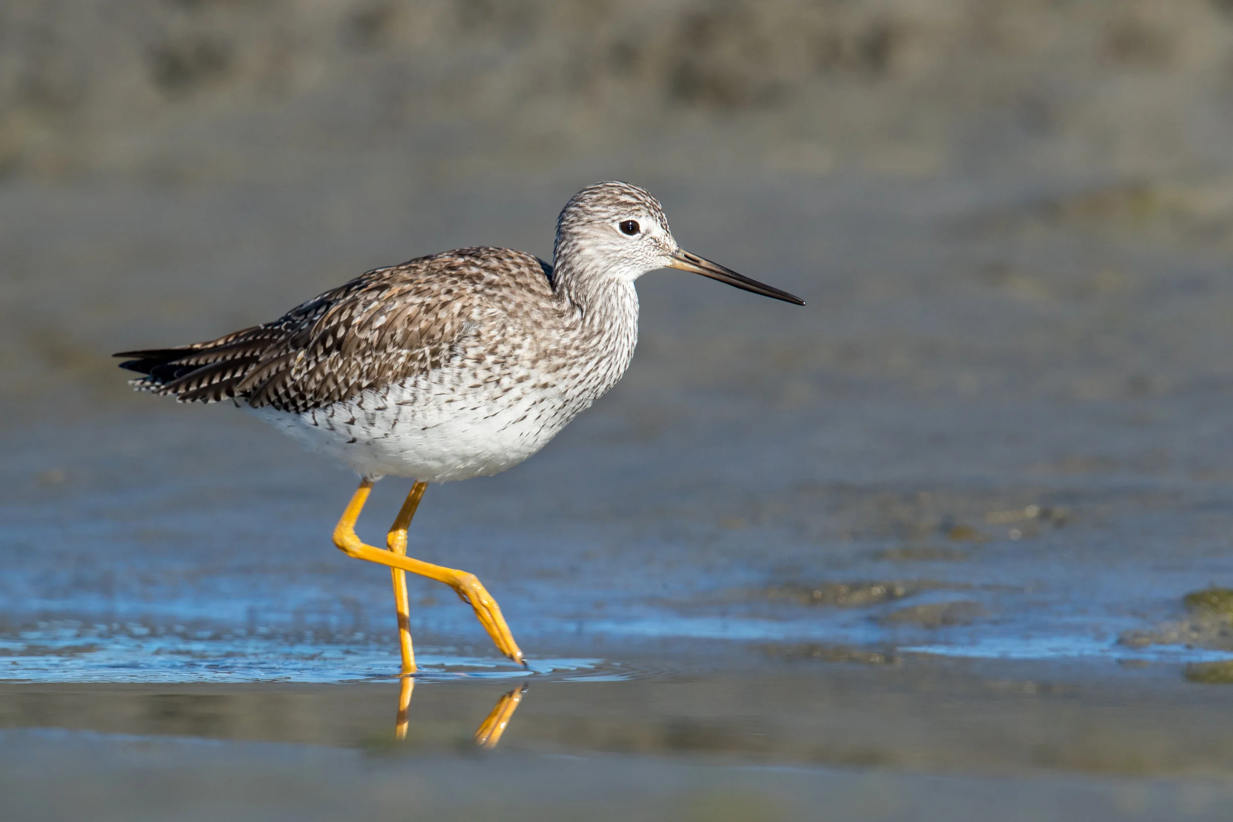 Greater/Lesser Yellowlegs