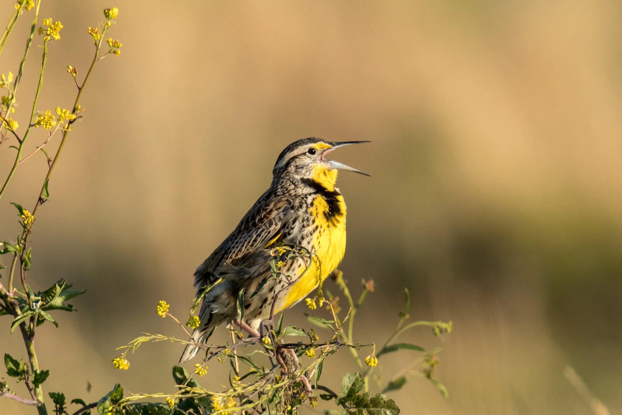 PC: Mick Thompson (Western Meadowlark)