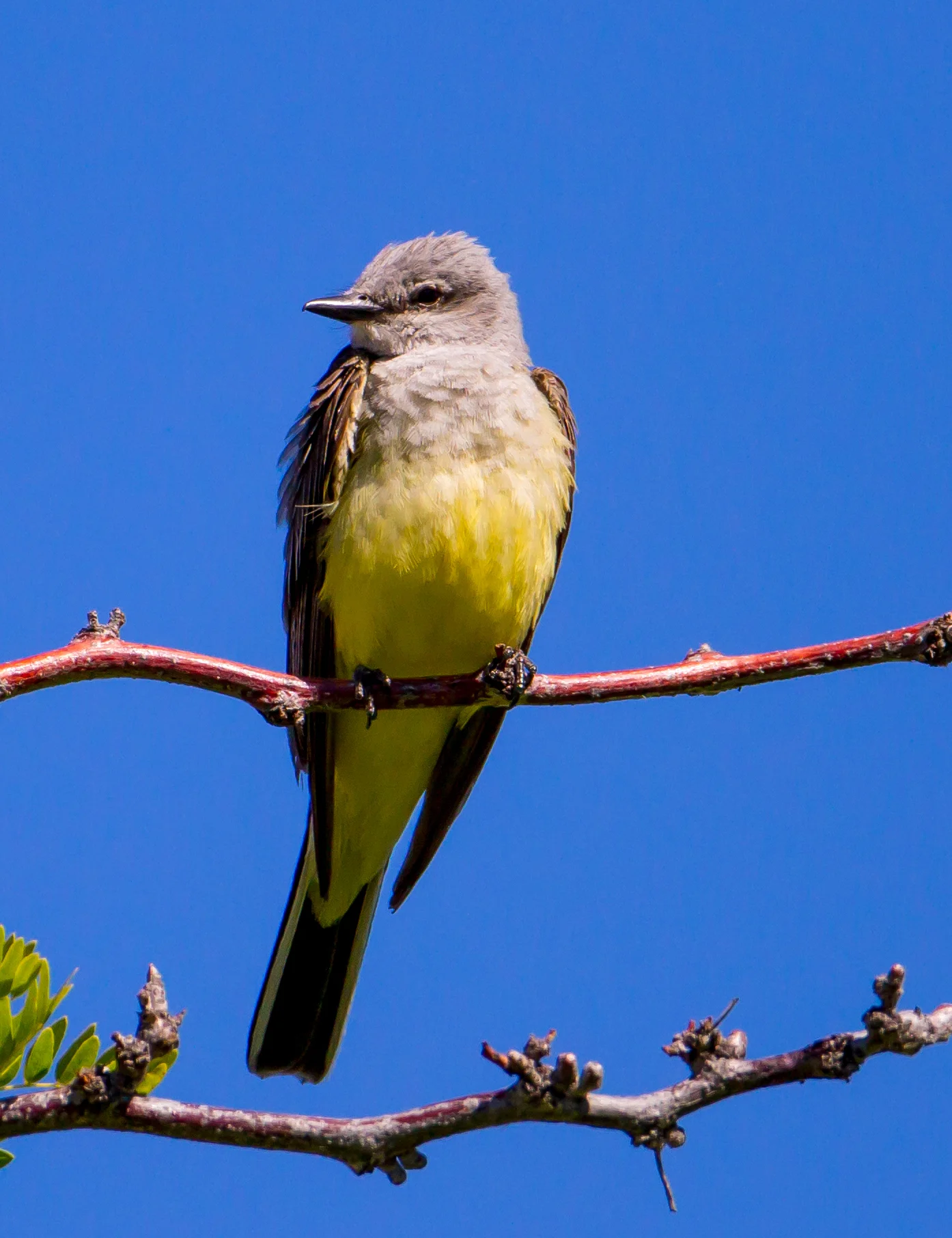 PC: Mick Thompson (Western Kingbird)