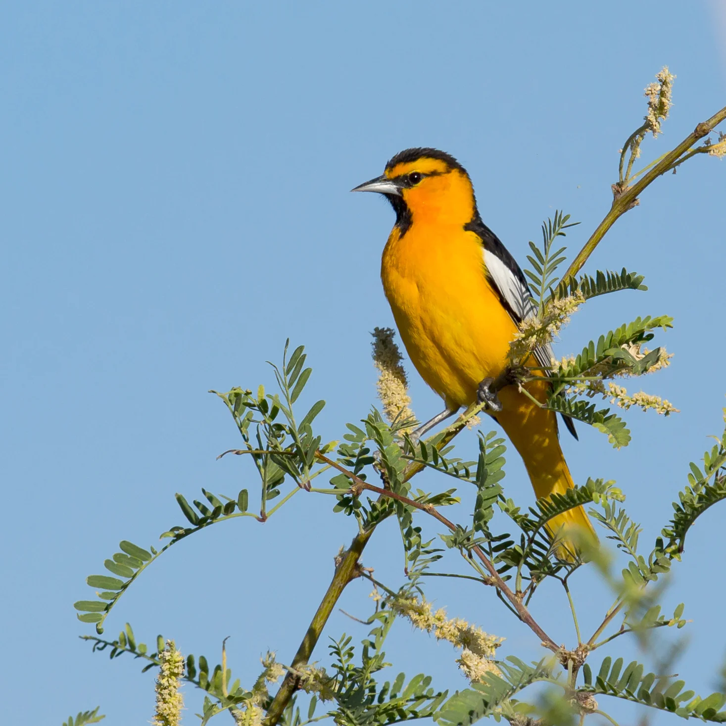 Bullock's Oriole