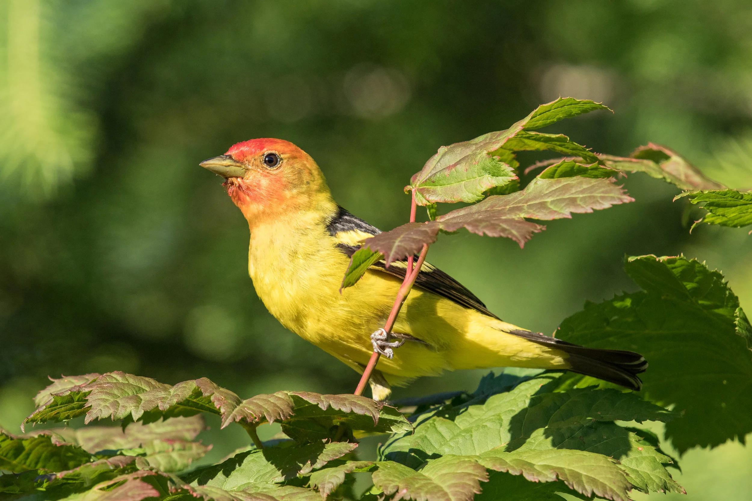 PC: Mick Thompson (Western Tanager)