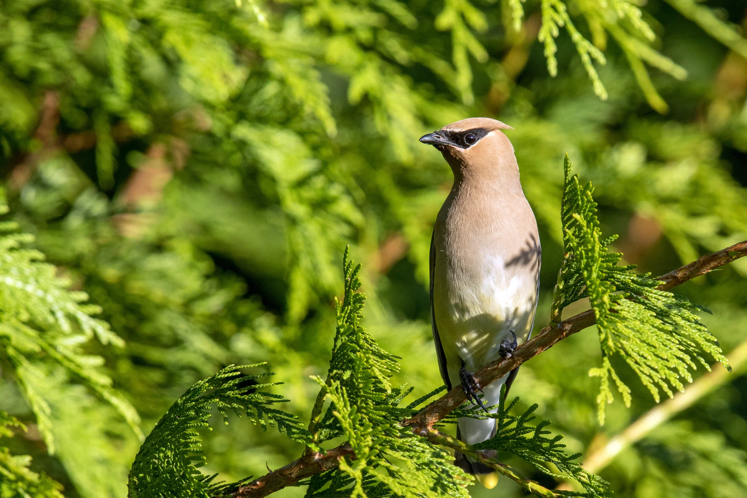 Cedar Waxwing