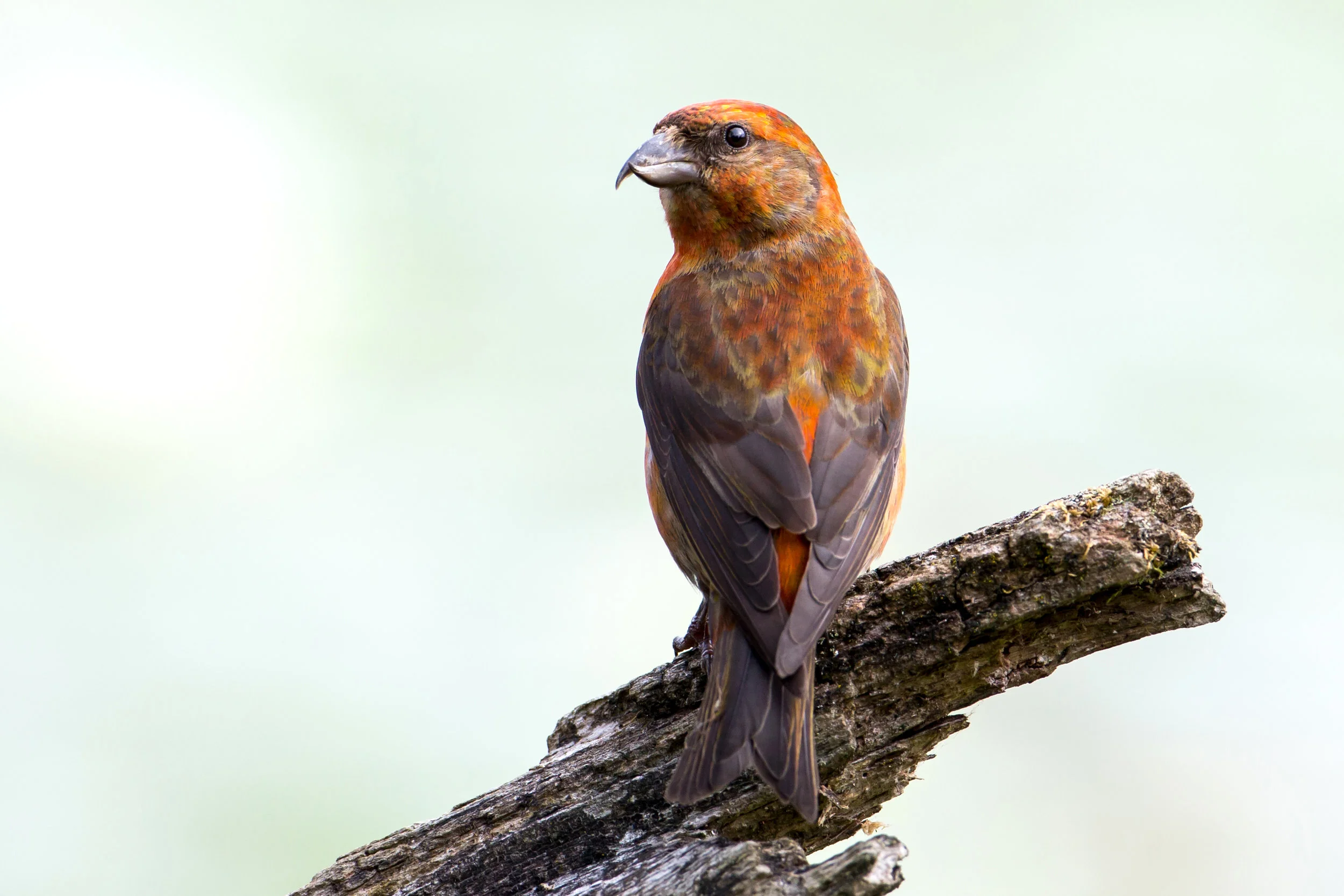 PC: Mick Thompson (Red Crossbill)