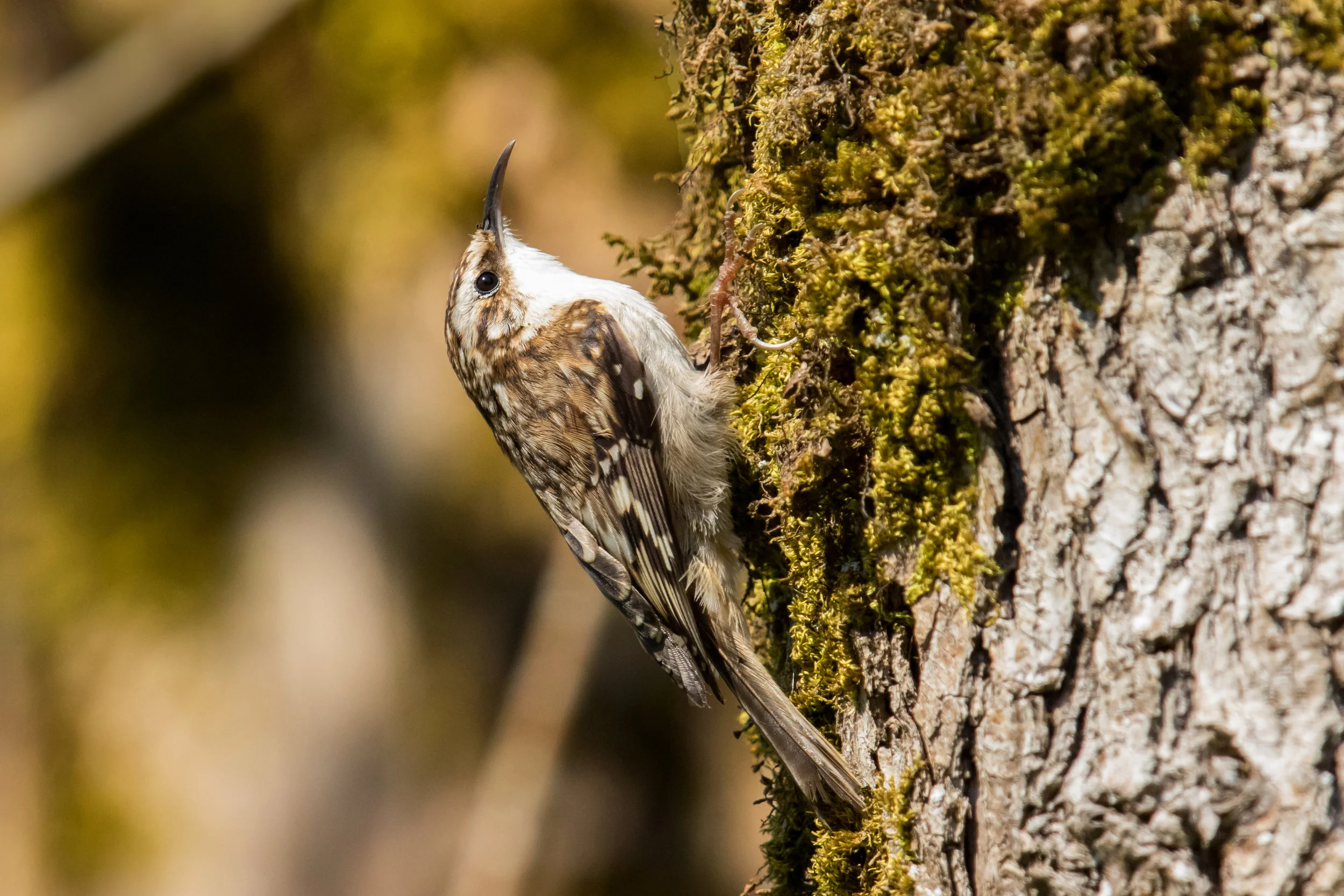 PC: Mick Thompson (Brown Creeper)