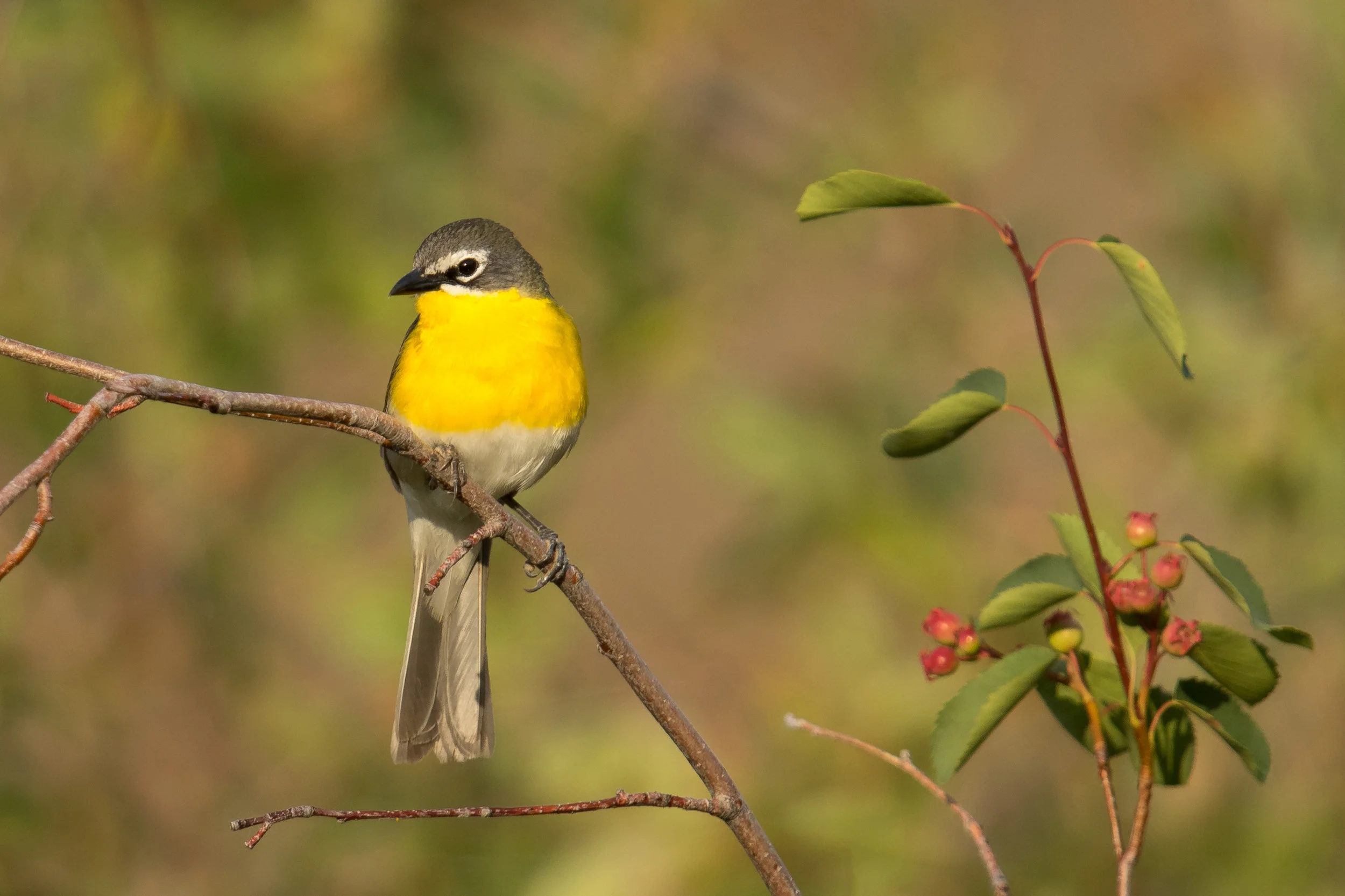 PC: Mick Thompson (Yellow-breasted Chat)