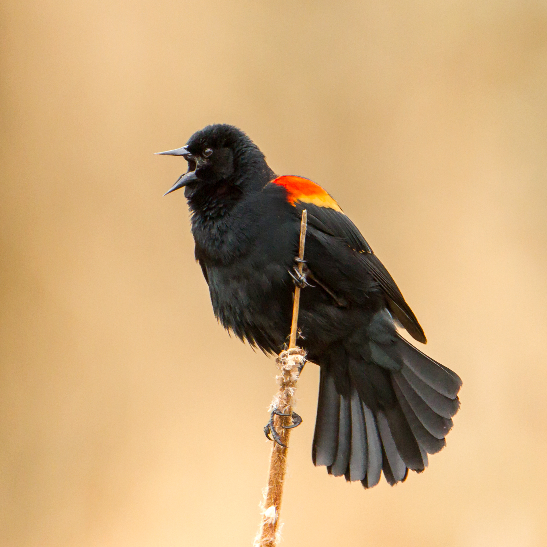 Red-Winged Blackbird — Eastside Audubon Society