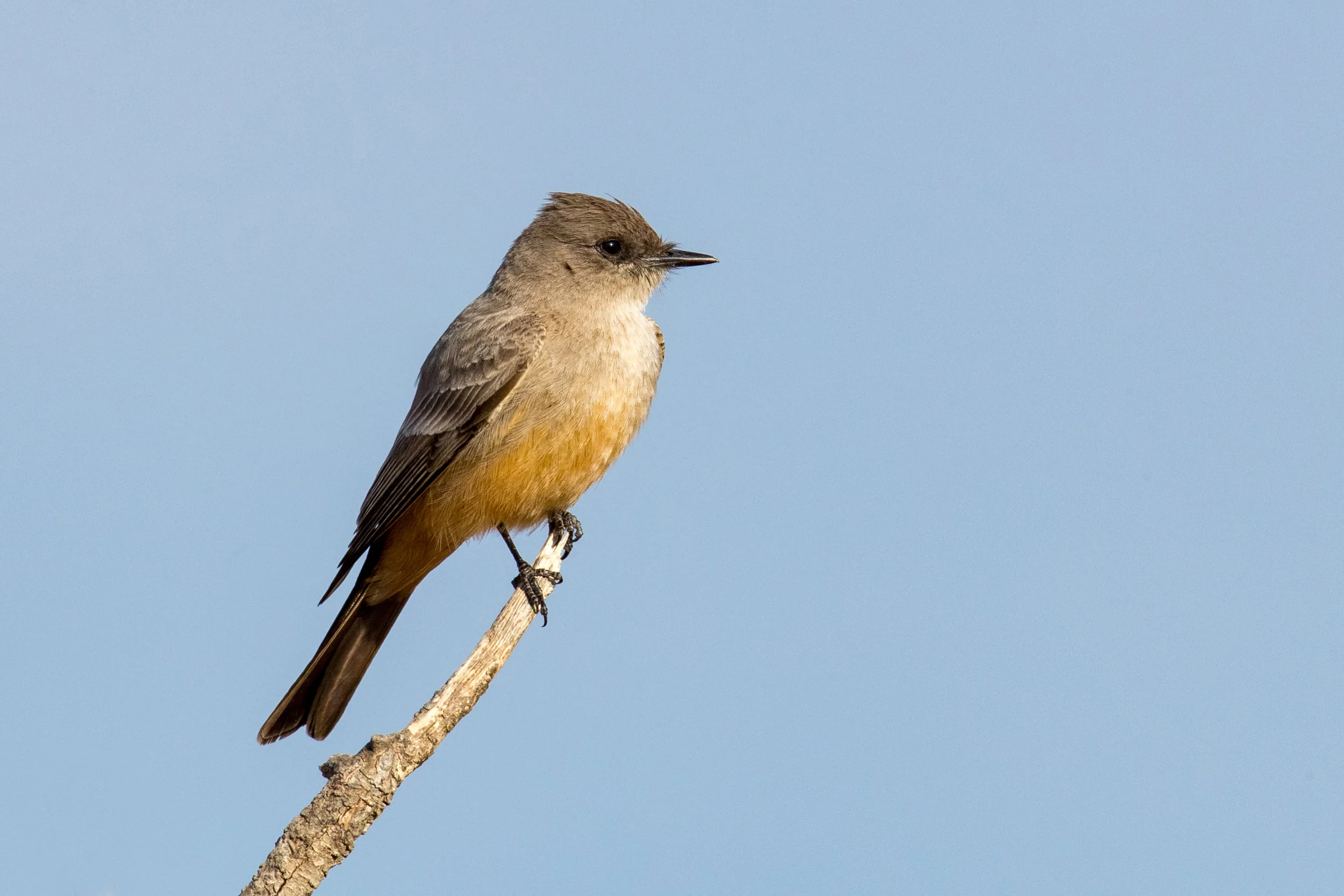 PC: Mick Thompson (Say’s Phoebe)