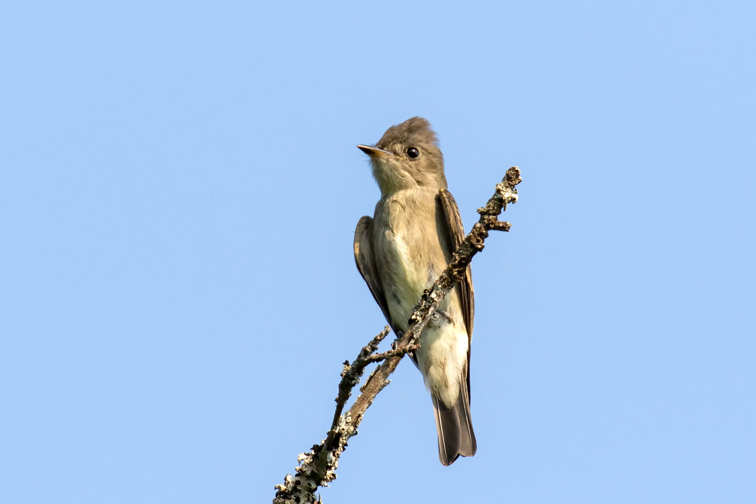 PC: Mick Thompson (Western Wood-pewee)