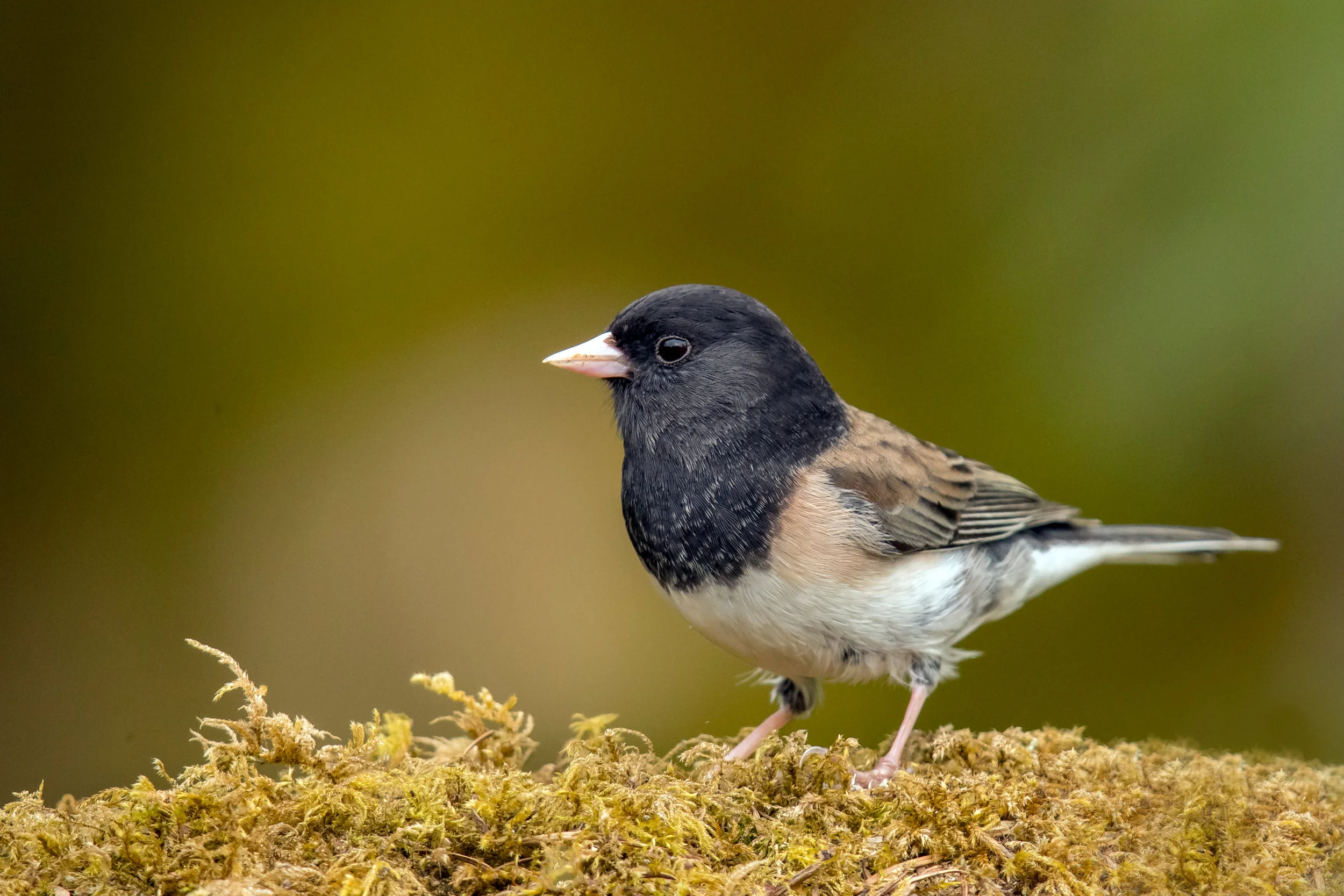 Dark-eyed Junco