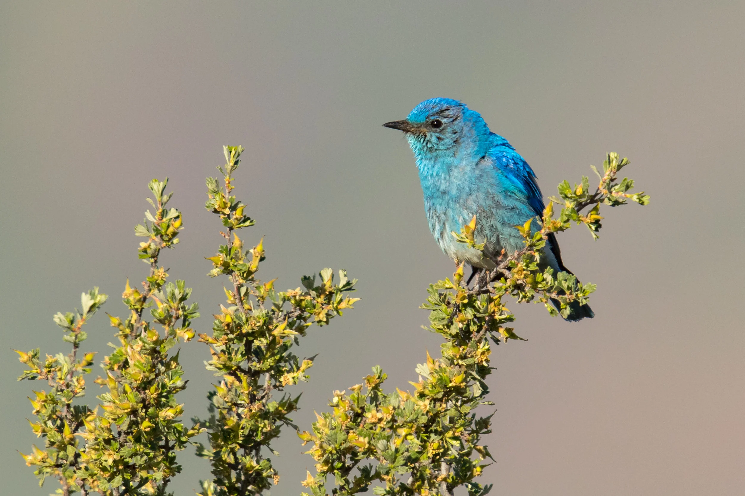 PC: Mick Thompson (Mountain Bluebird)