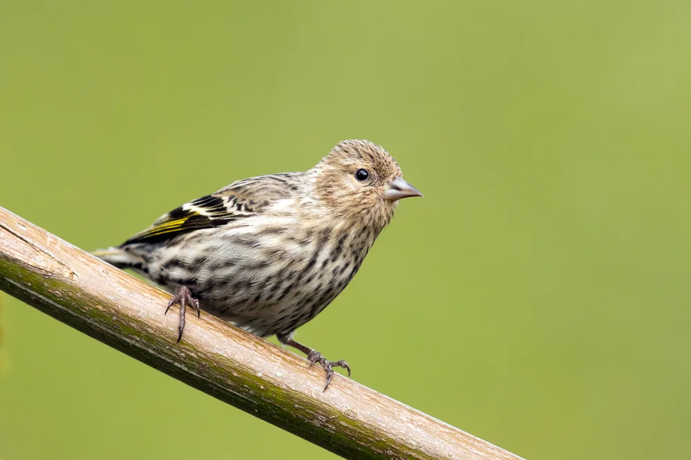 Pine Siskin Vs House Finch