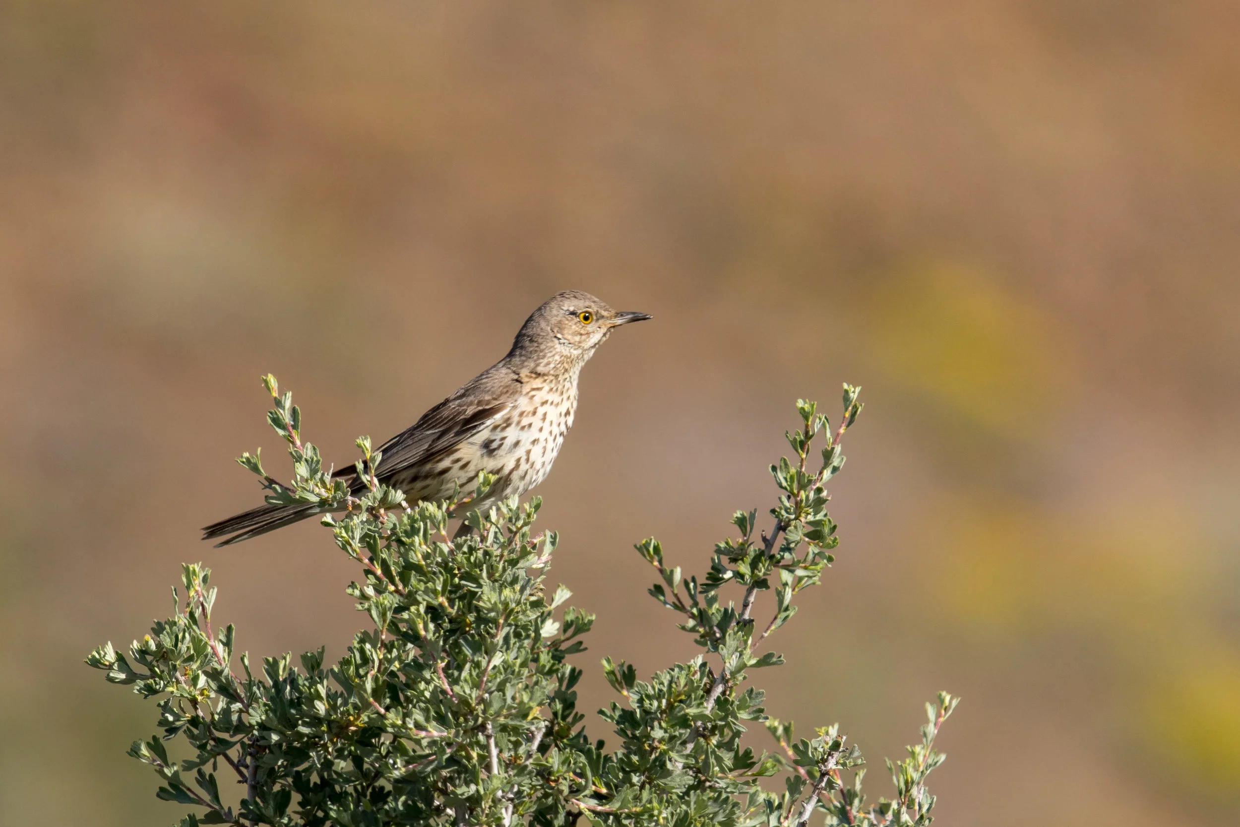 PC: Mick Thompson (Sage Thrasher)