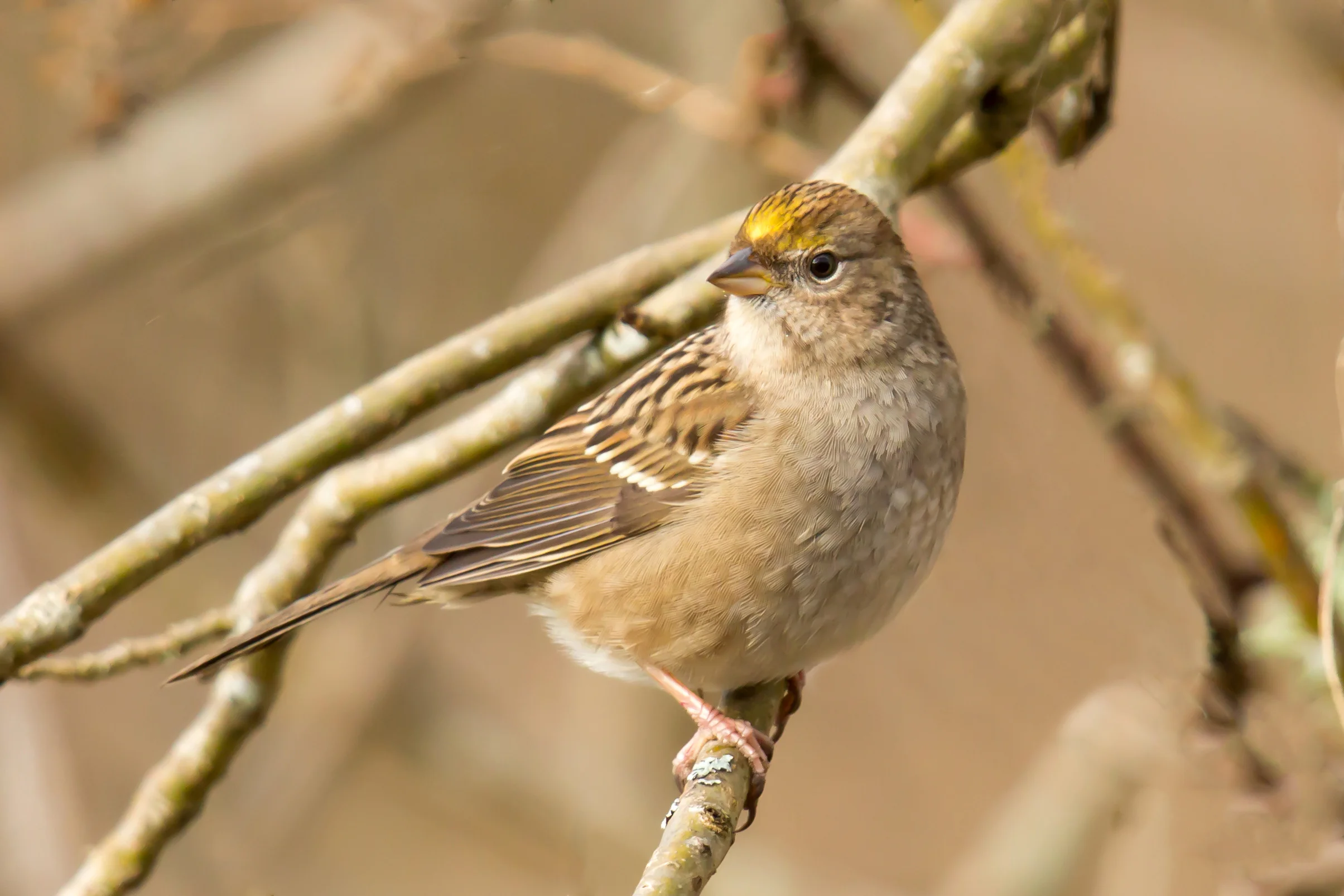 Golden-crowned Sparrow