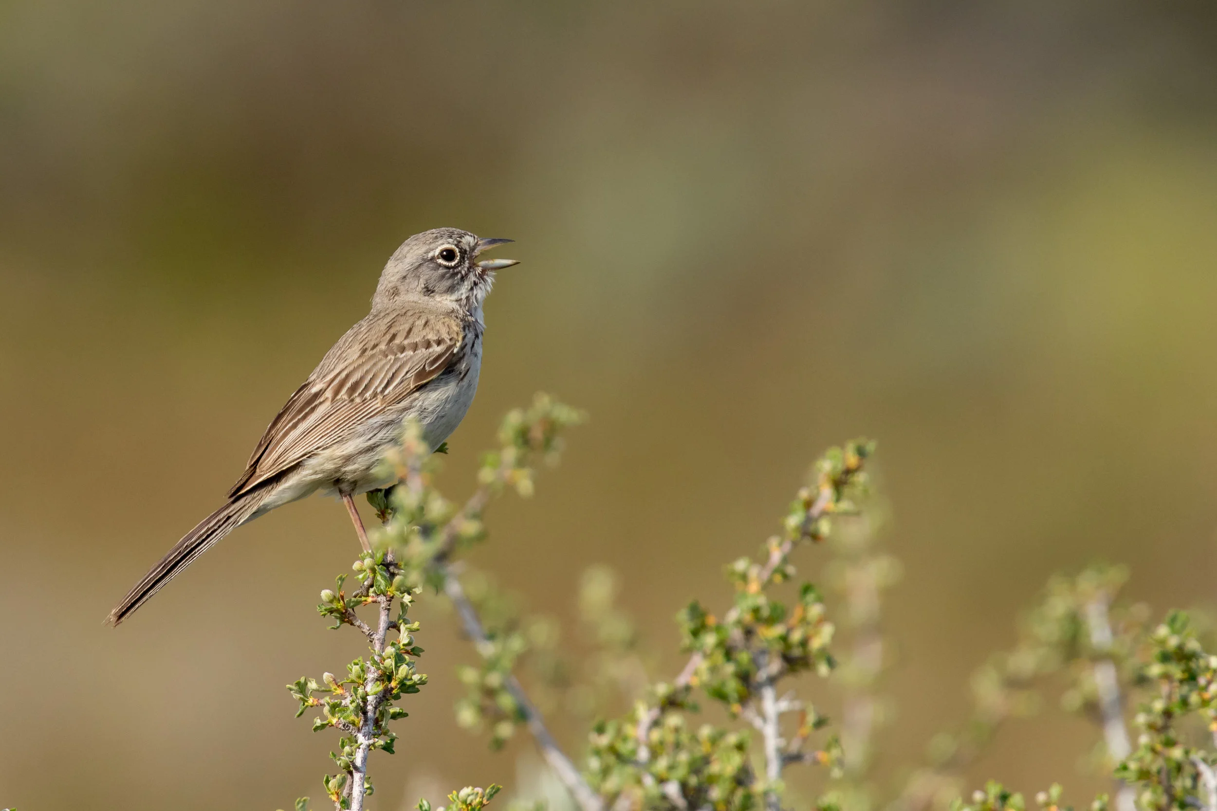 PC: Mick Thompson (Sagebrush Sparrow)