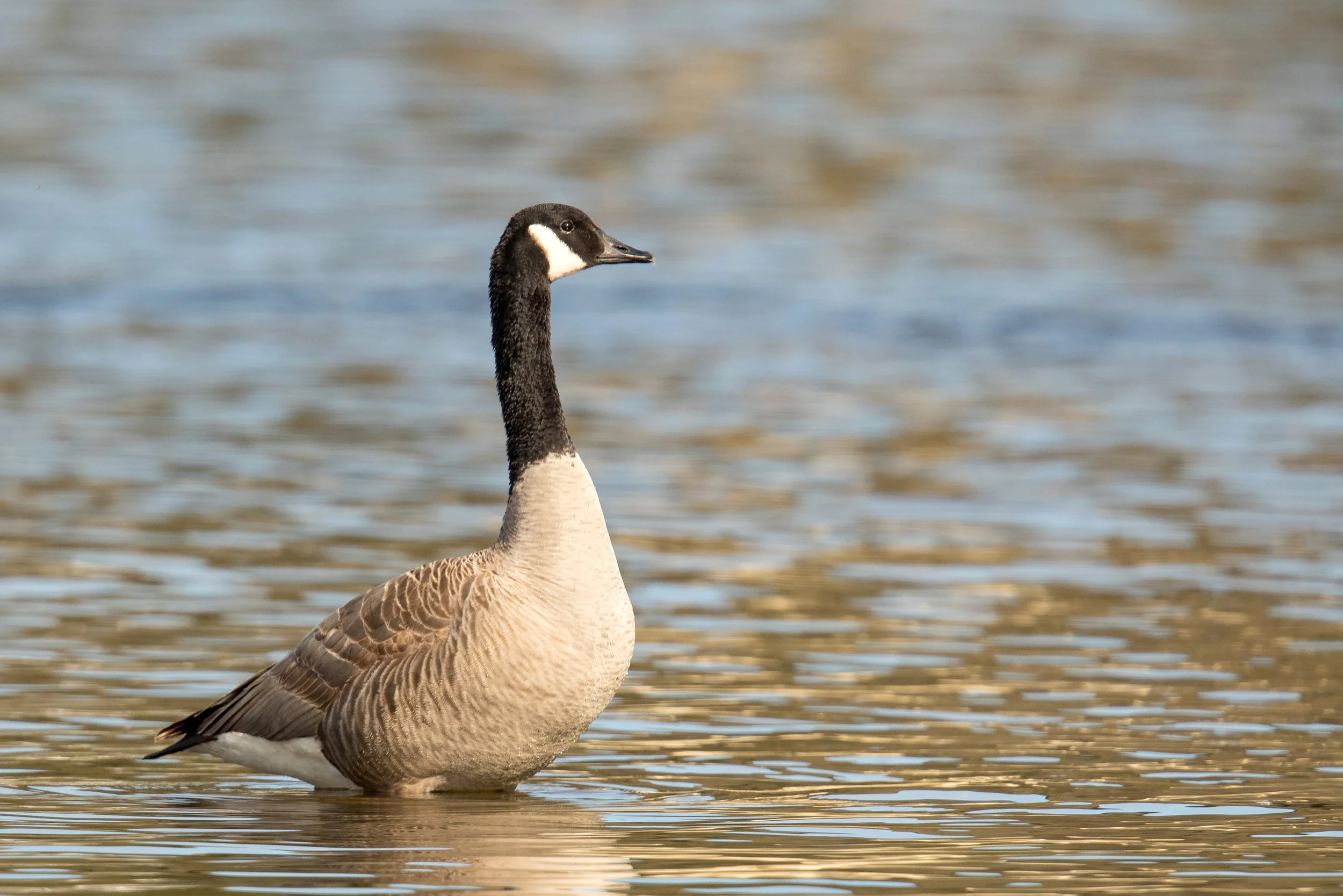 PC: Mick Thompson (Canada Goose)