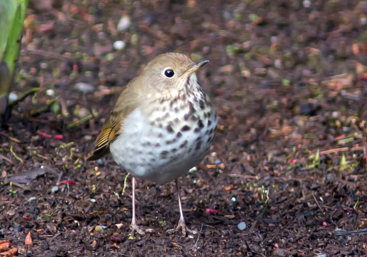 Hermit Thrush