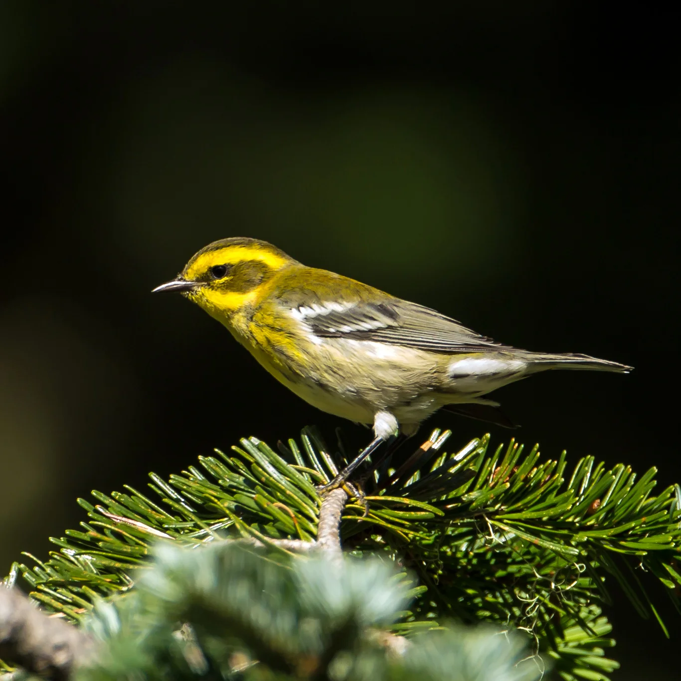 PC: Mick Thompson (Townsend’s Warbler)