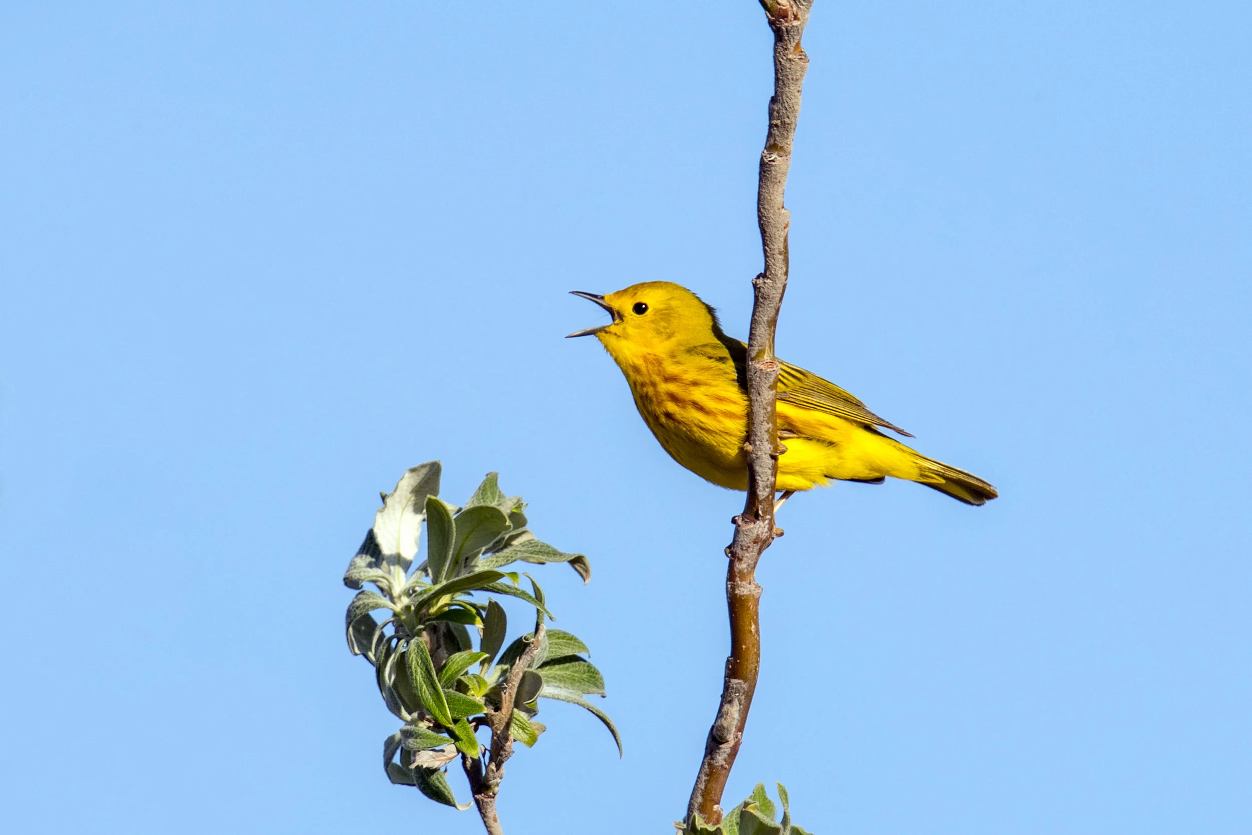PC: Mick Thompson (Yellow Warbler)
