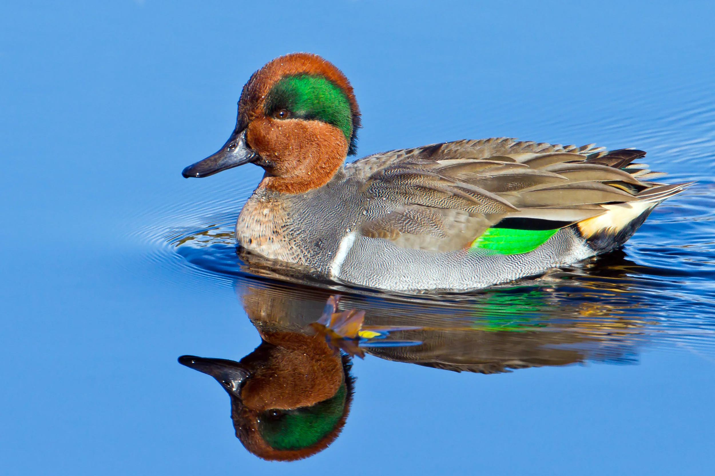 Green winged Teal Eastside Audubon Society Green winged Teal Eastside Audubon Society