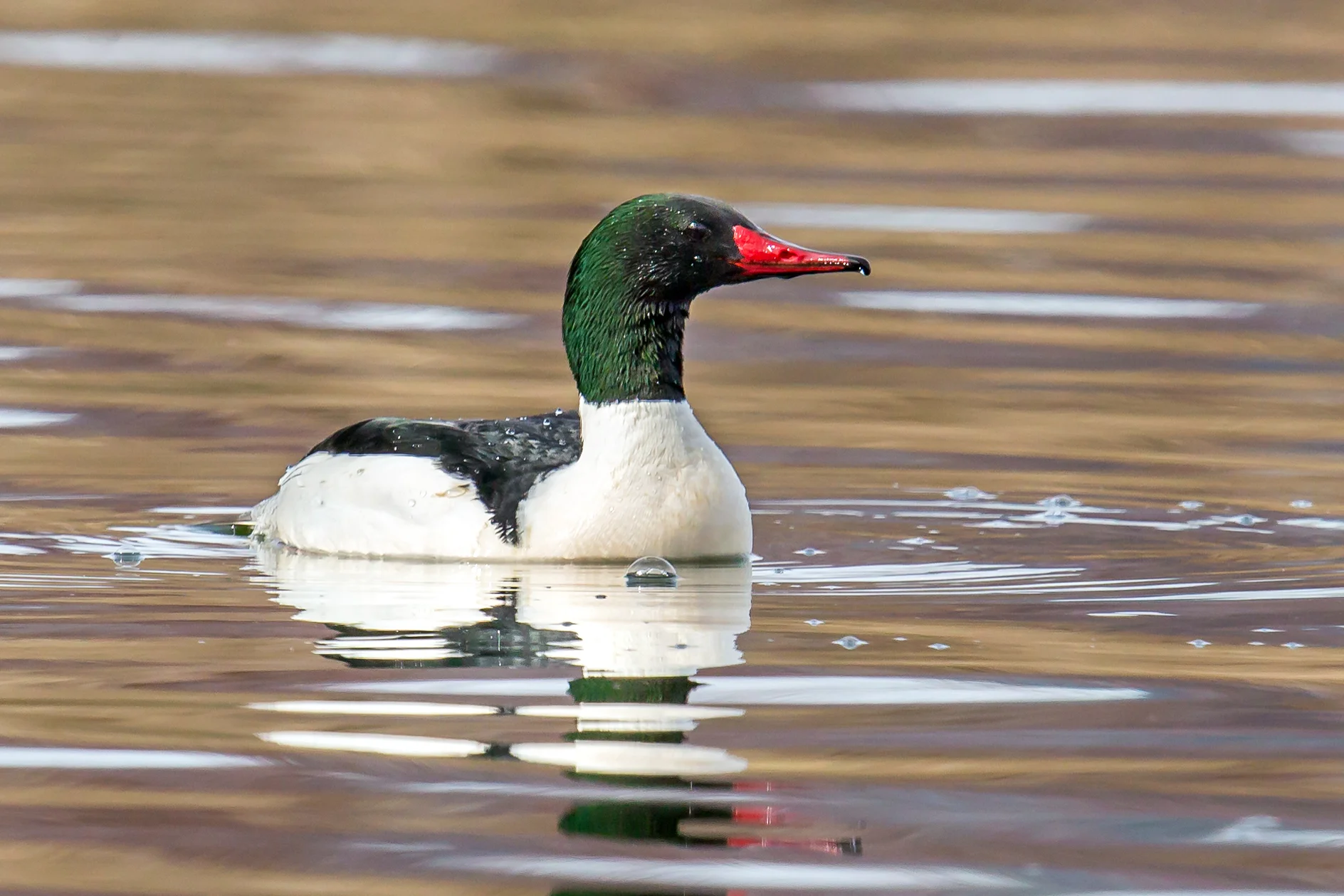PC: Mick Thompson (Common Merganser)