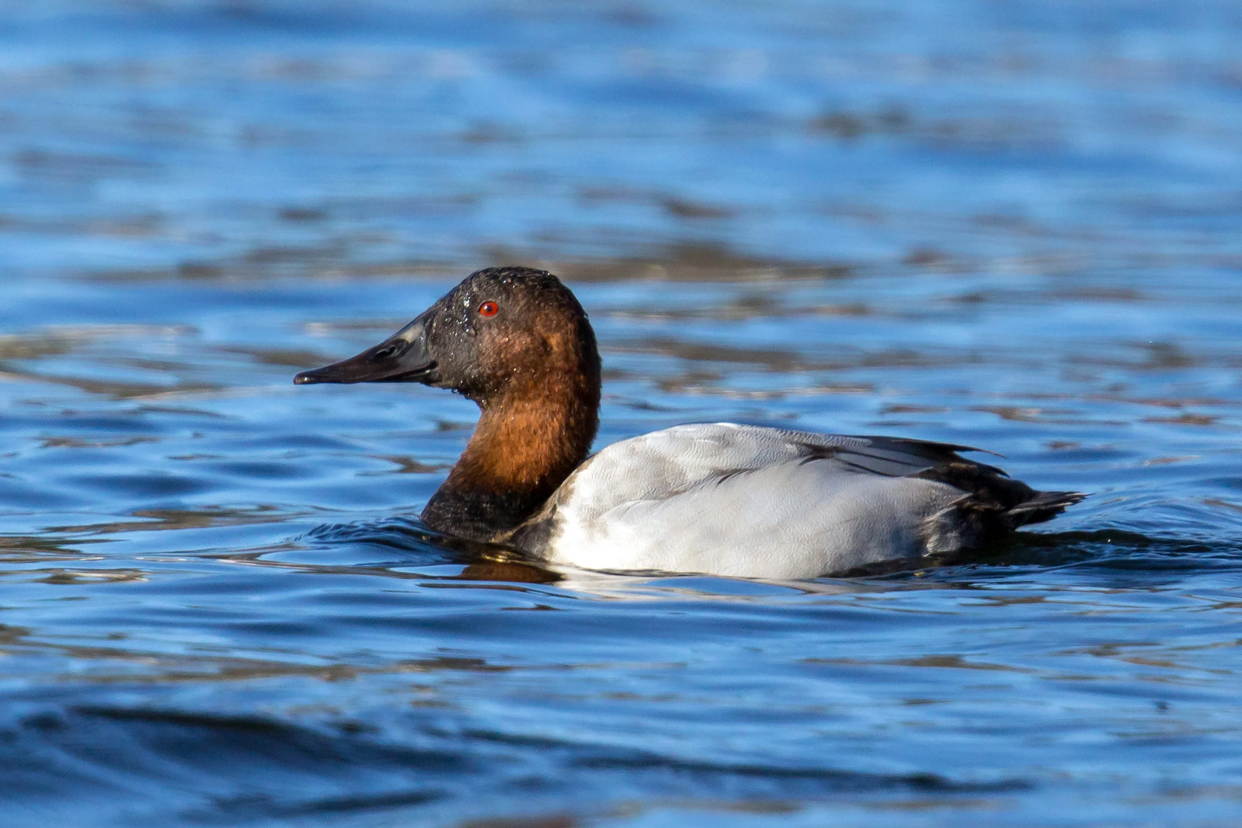 PC: Mick Thompson (Canvasback)