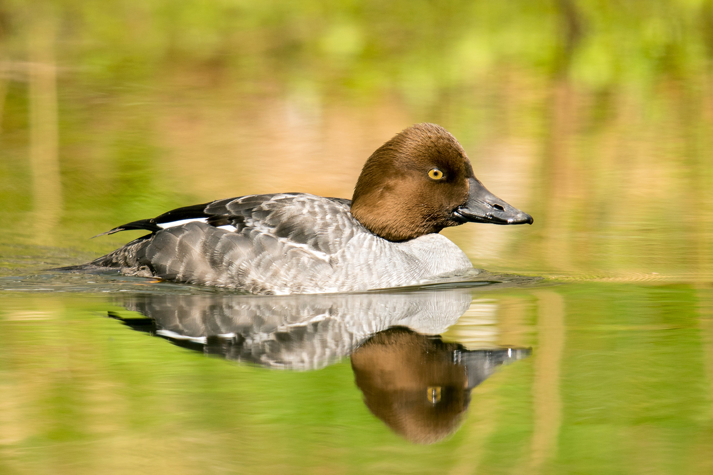 Common Goldeneye — Eastside Audubon Society