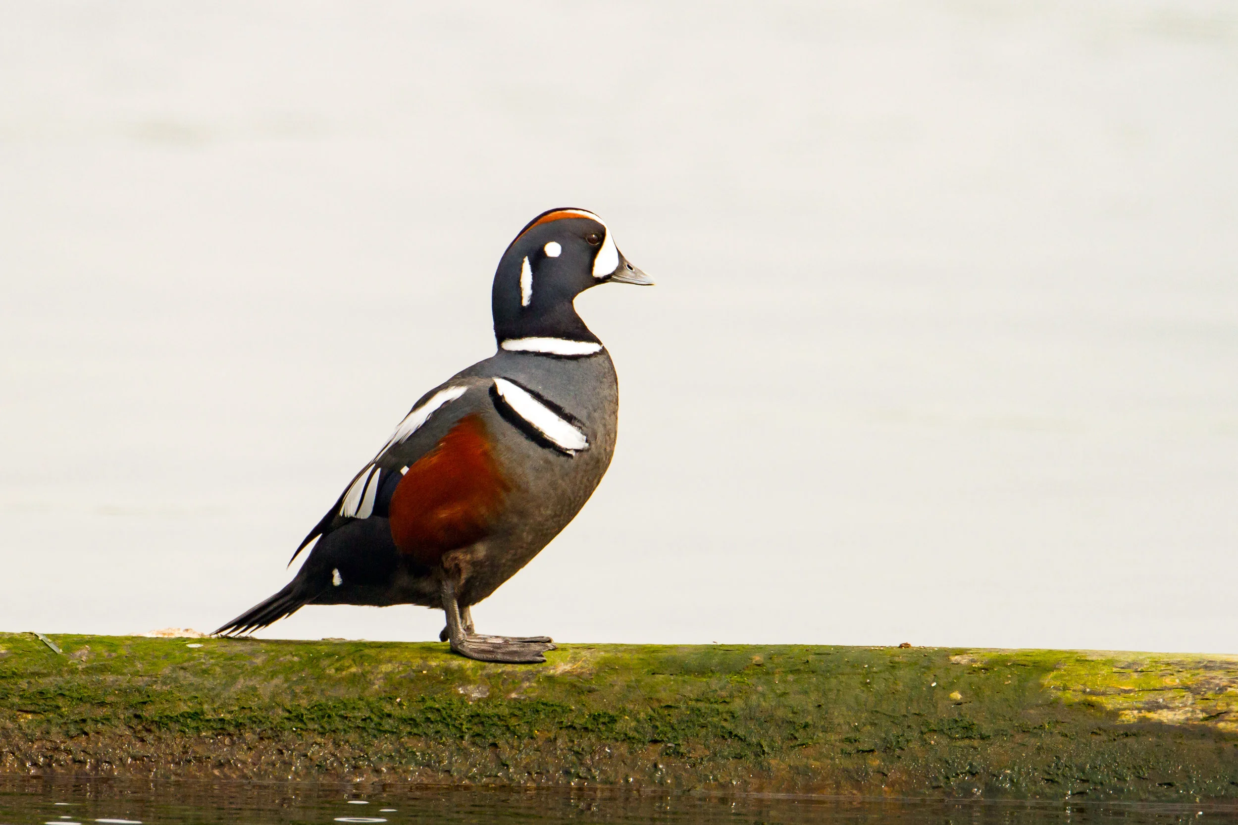 PC: Mick Thompson (Harlequin Duck)