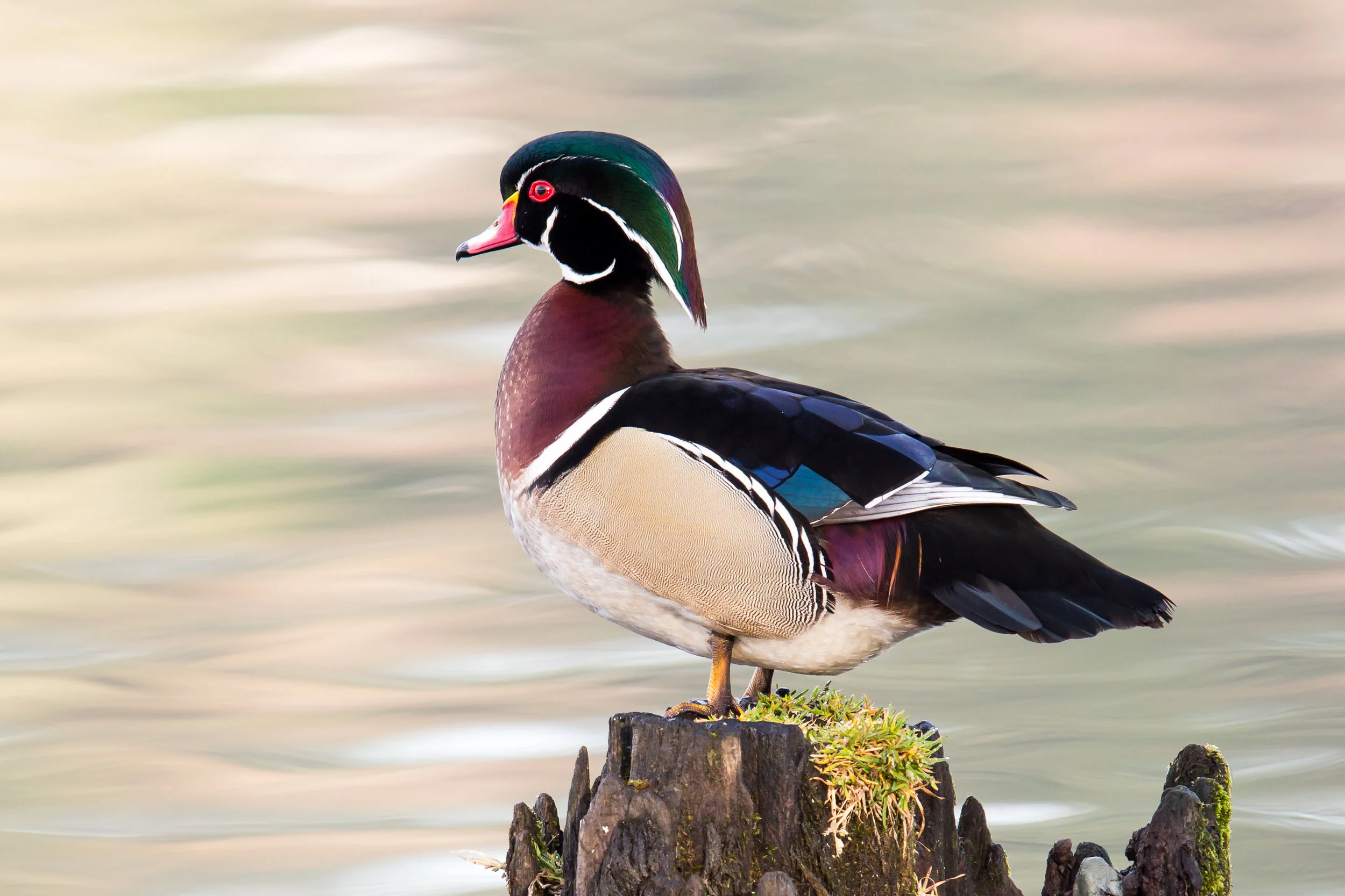 PC: Mick Thompson (Wood Duck)