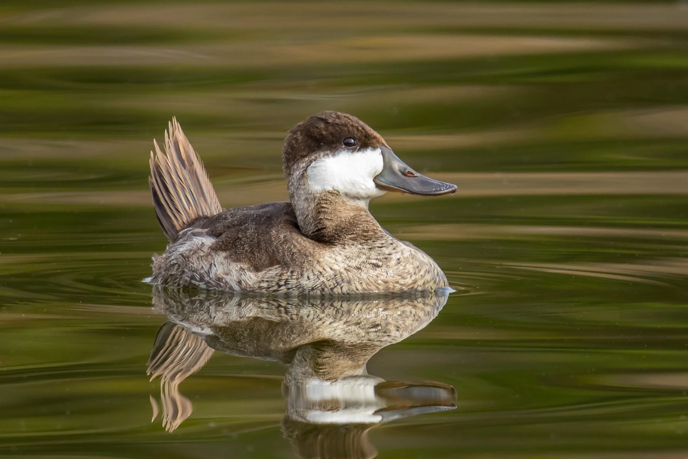 PC: Mick Thompson (Ruddy Duck)