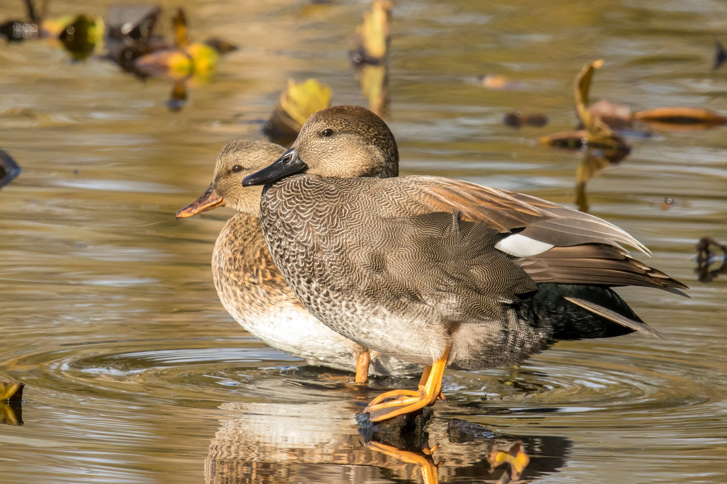 Gadwall