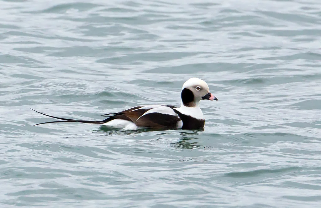 PC: Mick Thompson (Long-tailed Duck)
