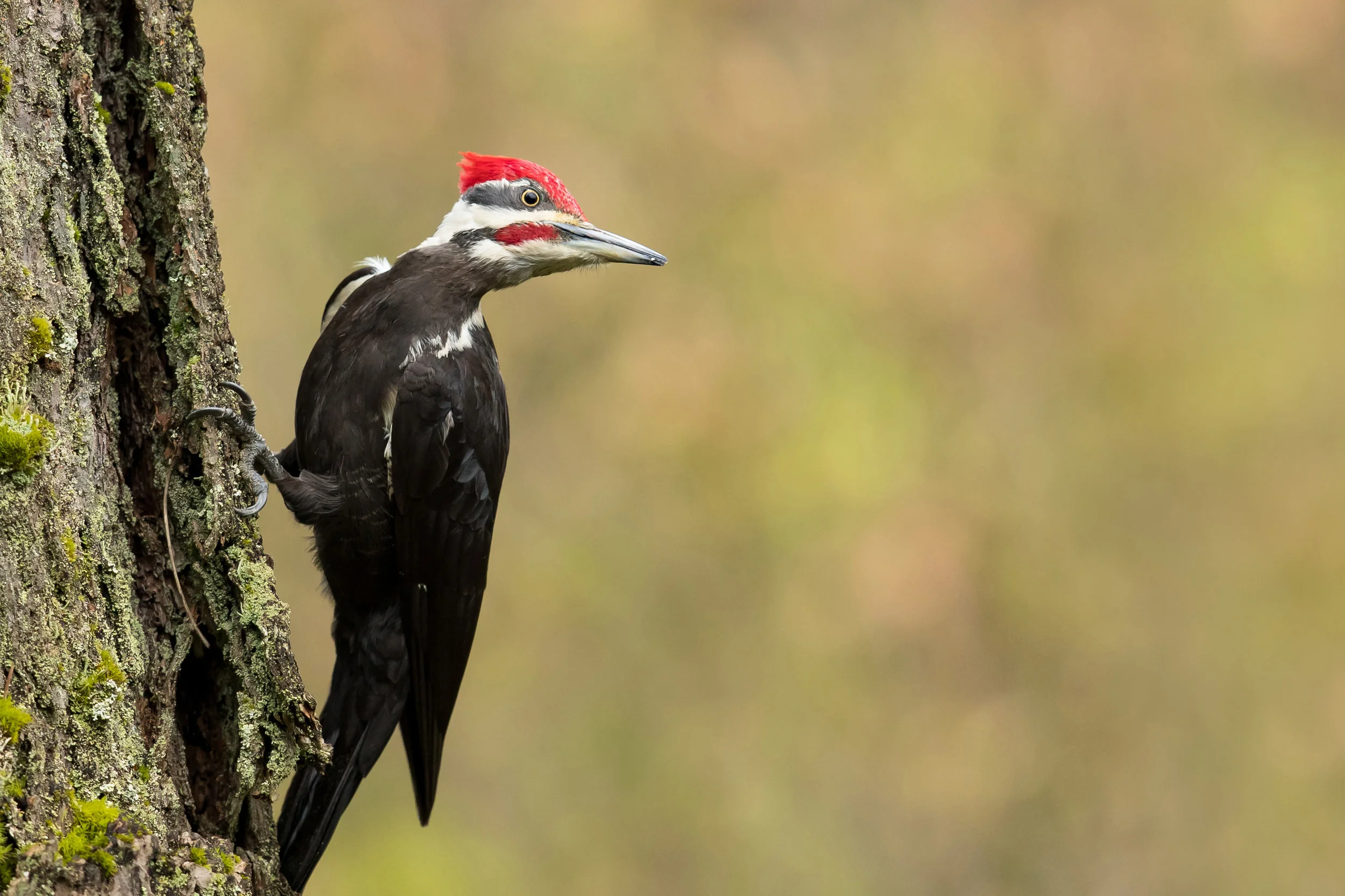 PC: Mick Thompson (Pileated Woodpecker)