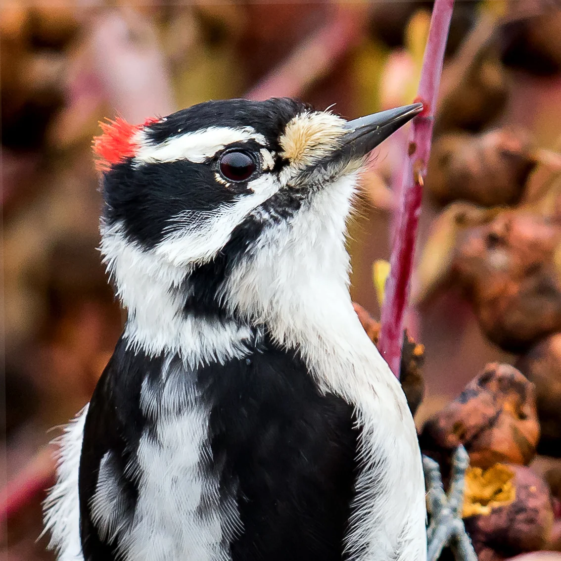 Downy and Hairy Woodpeckers