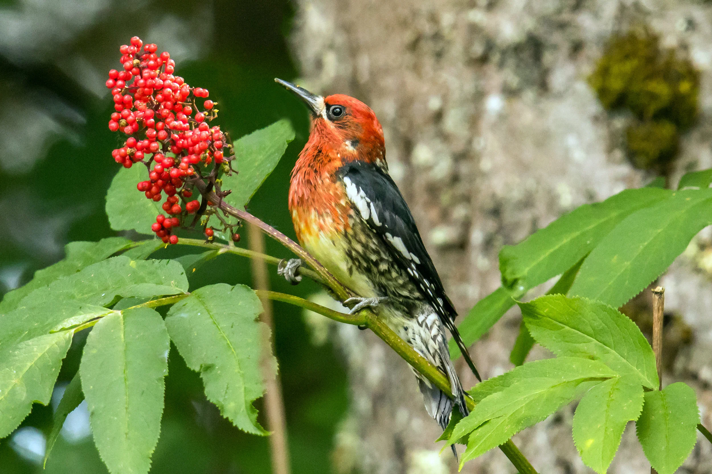 PC: Mick Thompson (Red-breasted Sapsucker)
