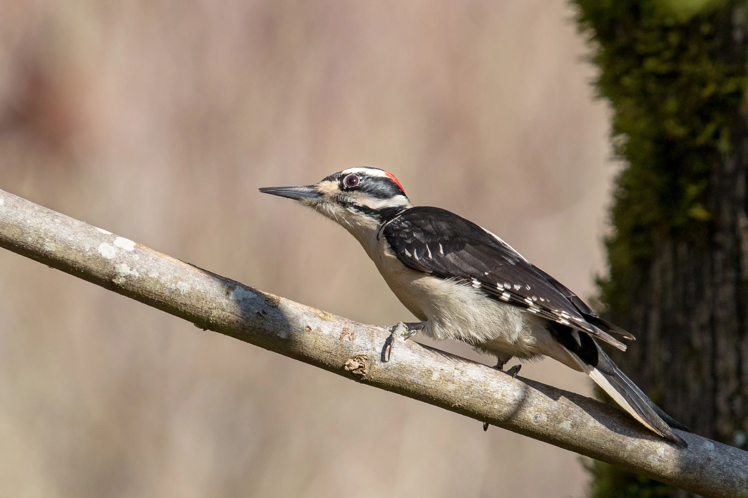 PC: Mick Thompson (Hairy Woodpecker)