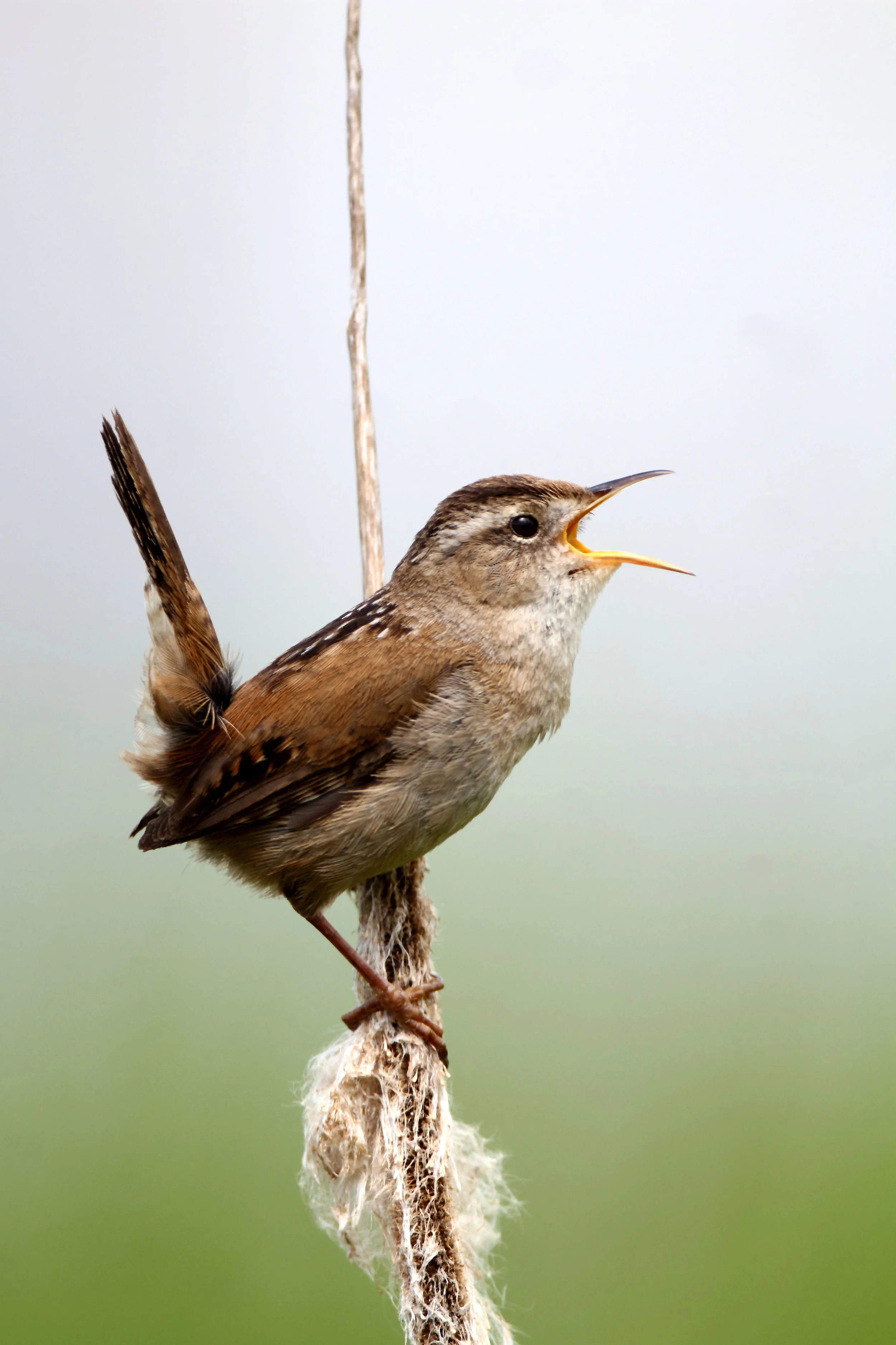 PC: Mick Thompson (March Wren)