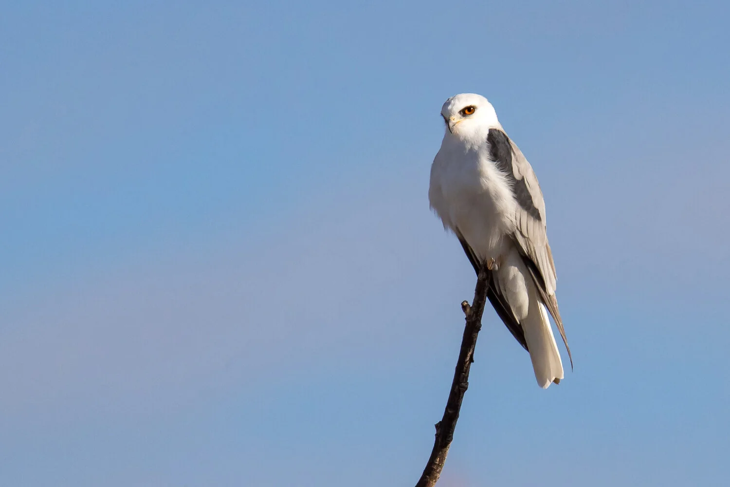 PC: Mick Thompson (White-tailed Kite)