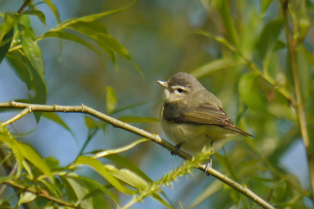 PC: Ollie Oliver (Warbling Vireo)