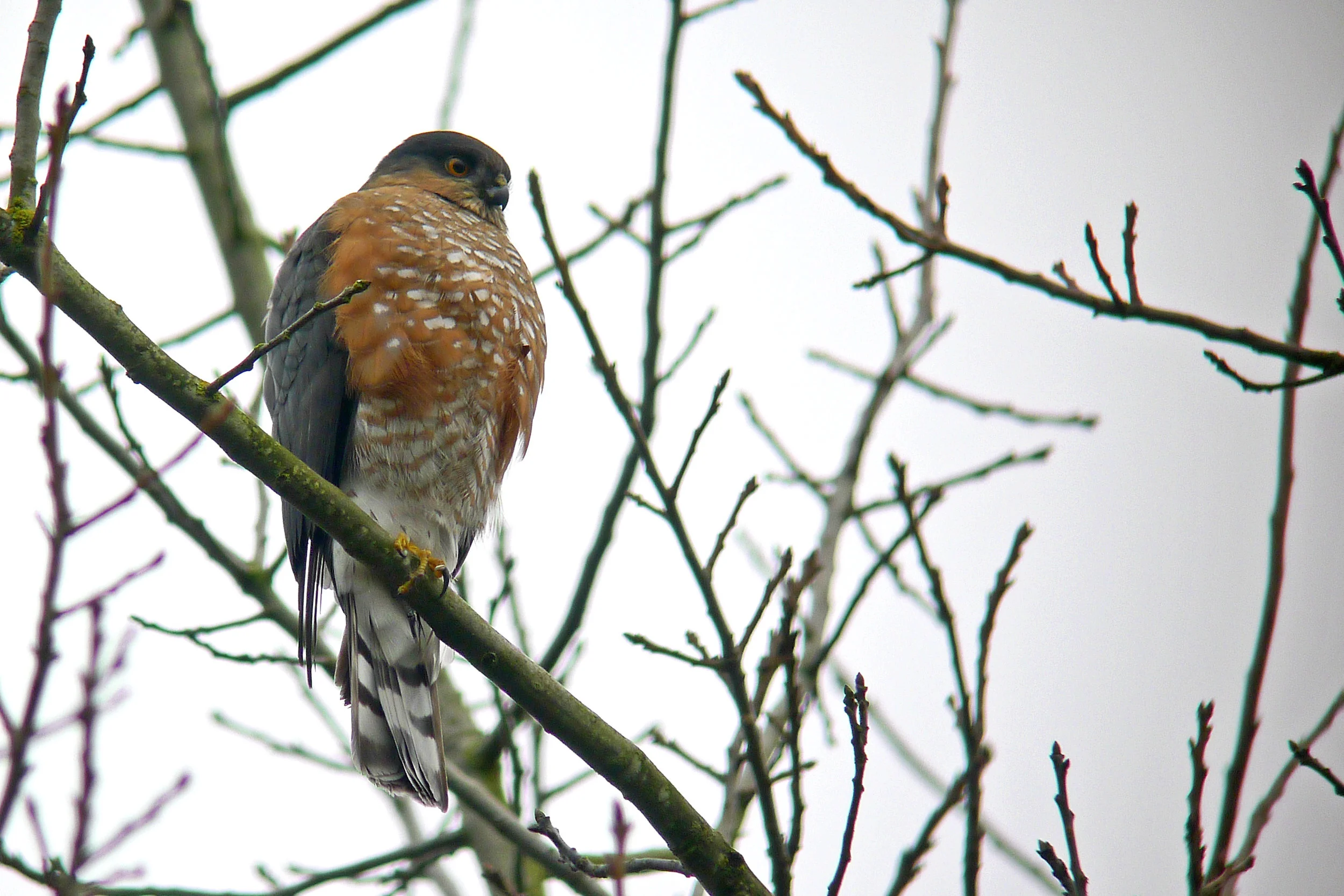 Sharp-shinned Hawk